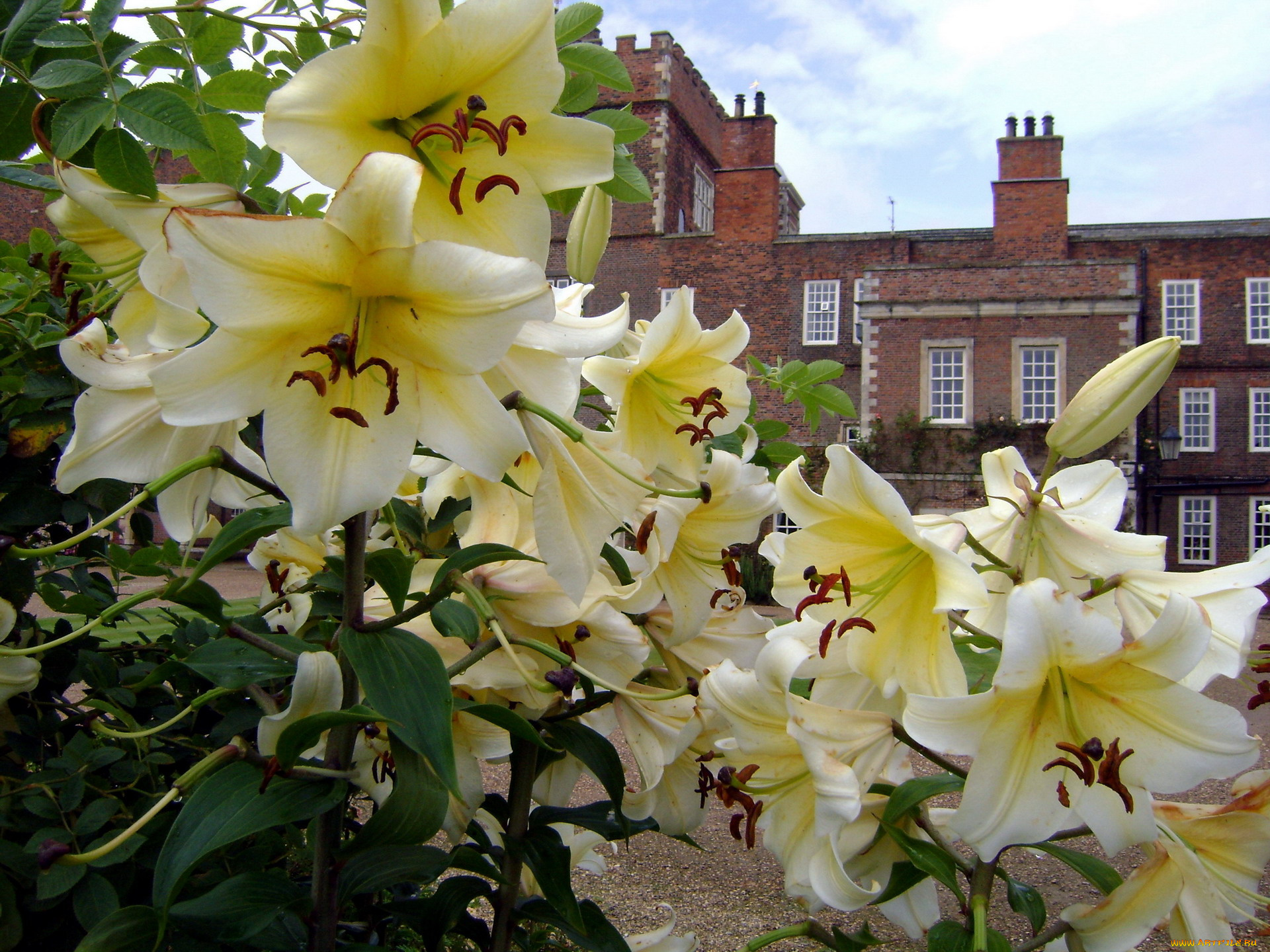 цветы, лилии, , лилейники, белые