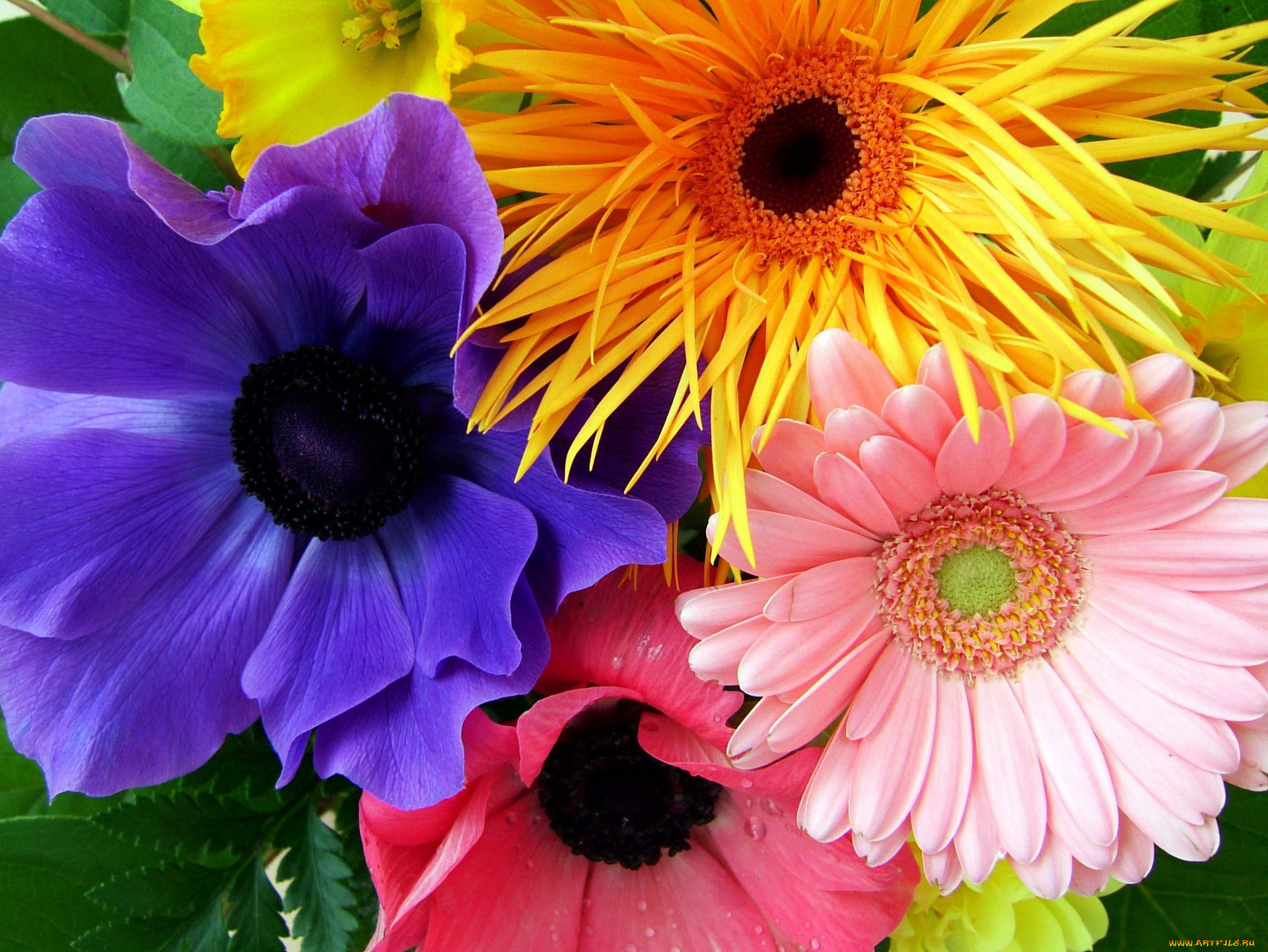 цветы, разные, вместе, анемоны, гербера