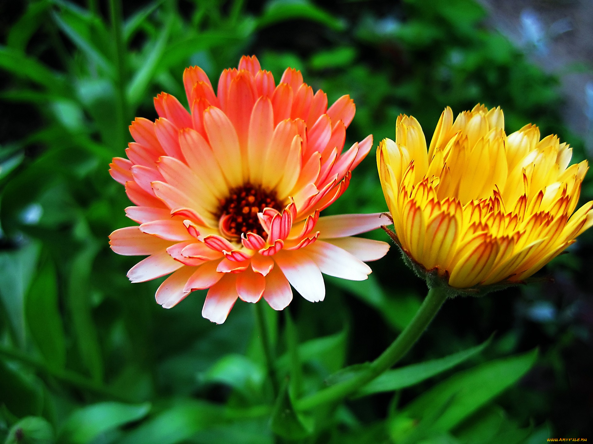 цветы, календула, оранжевые
