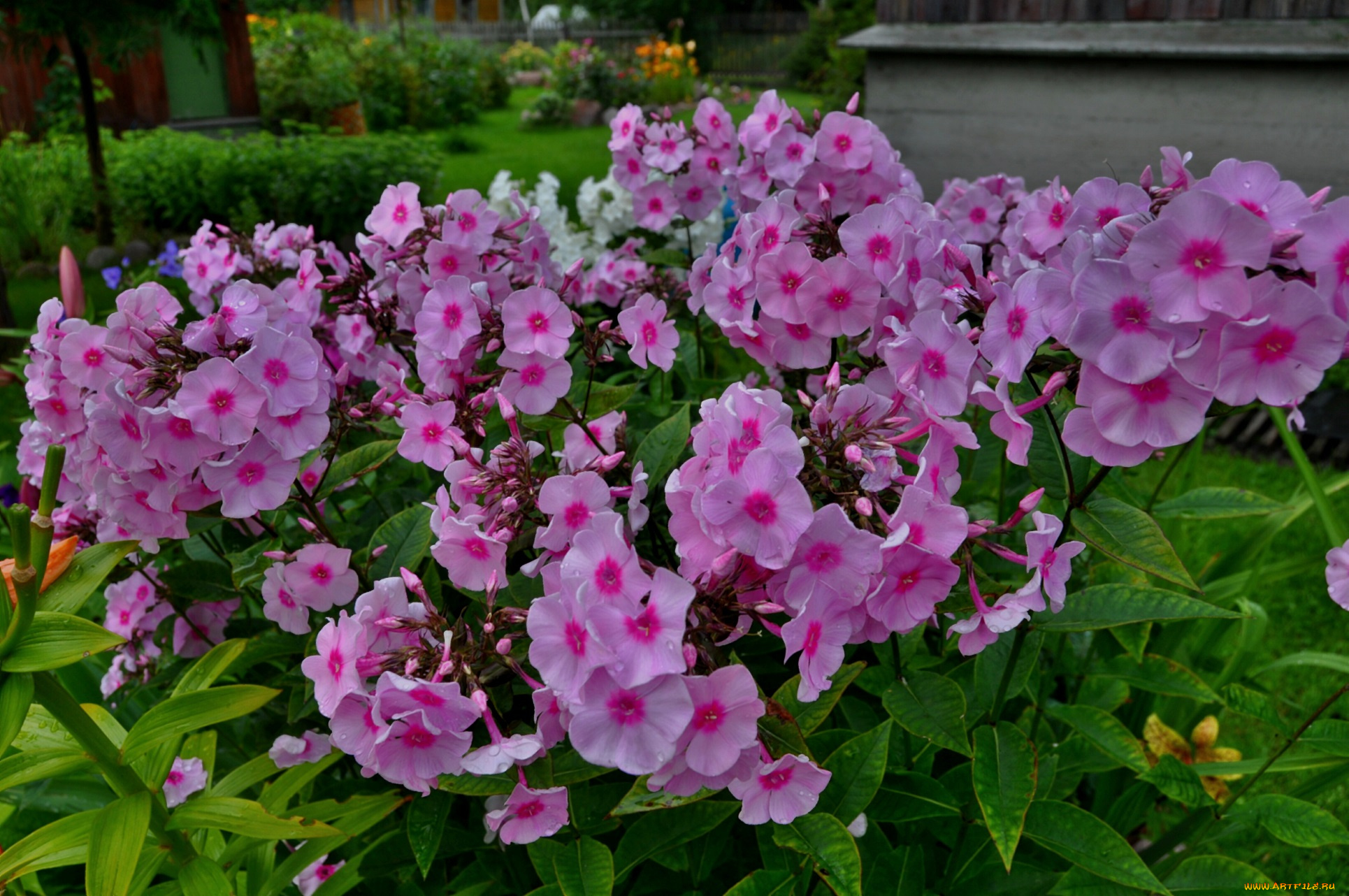 цветы, розовые