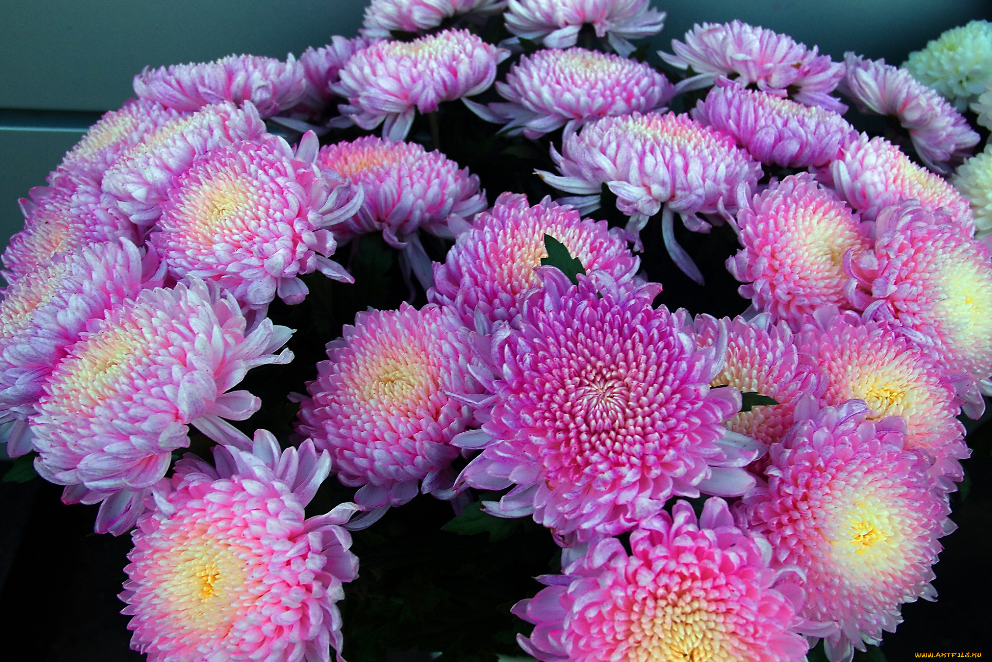 цветы, хризантемы