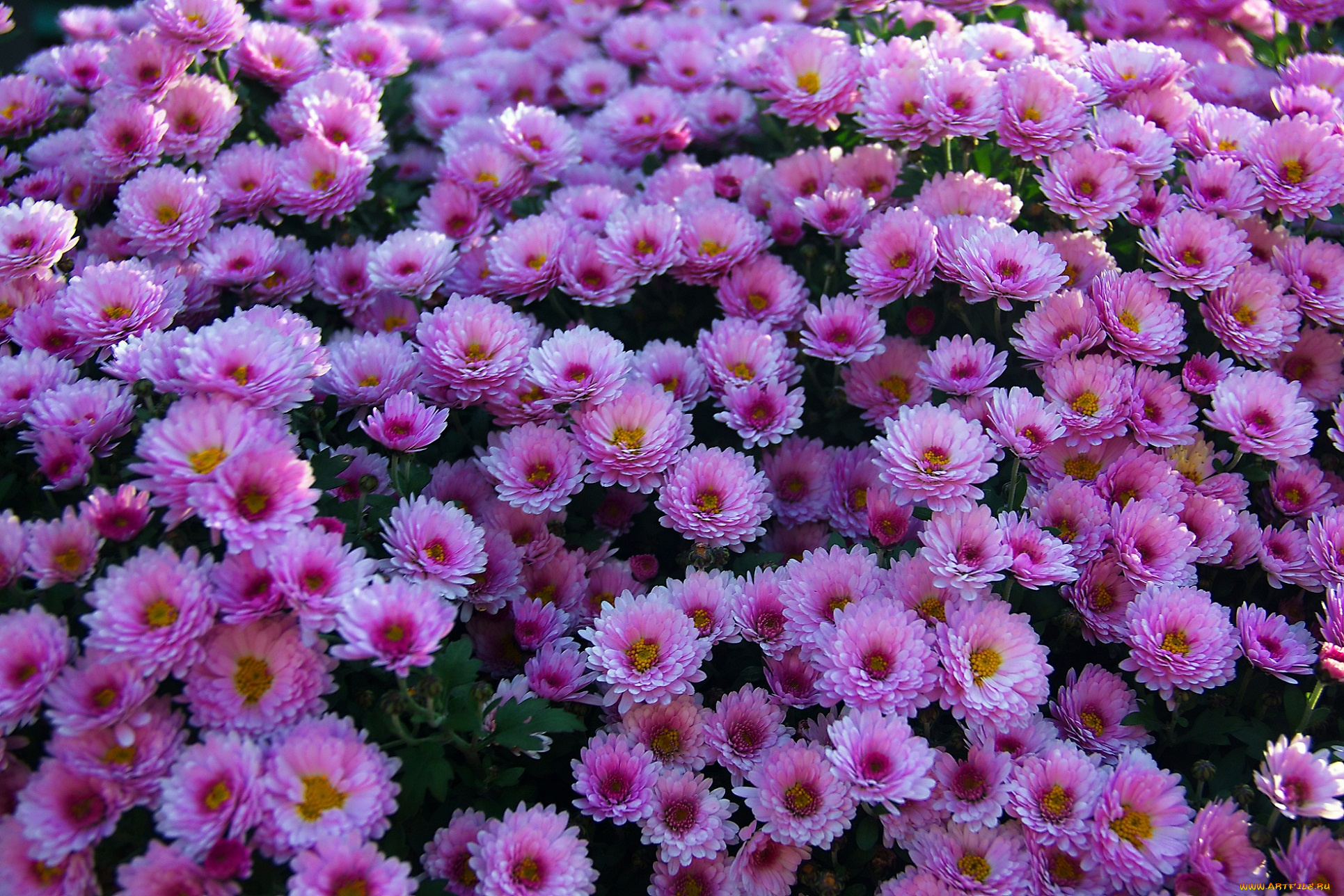 цветы, хризантемы, куст, розовые