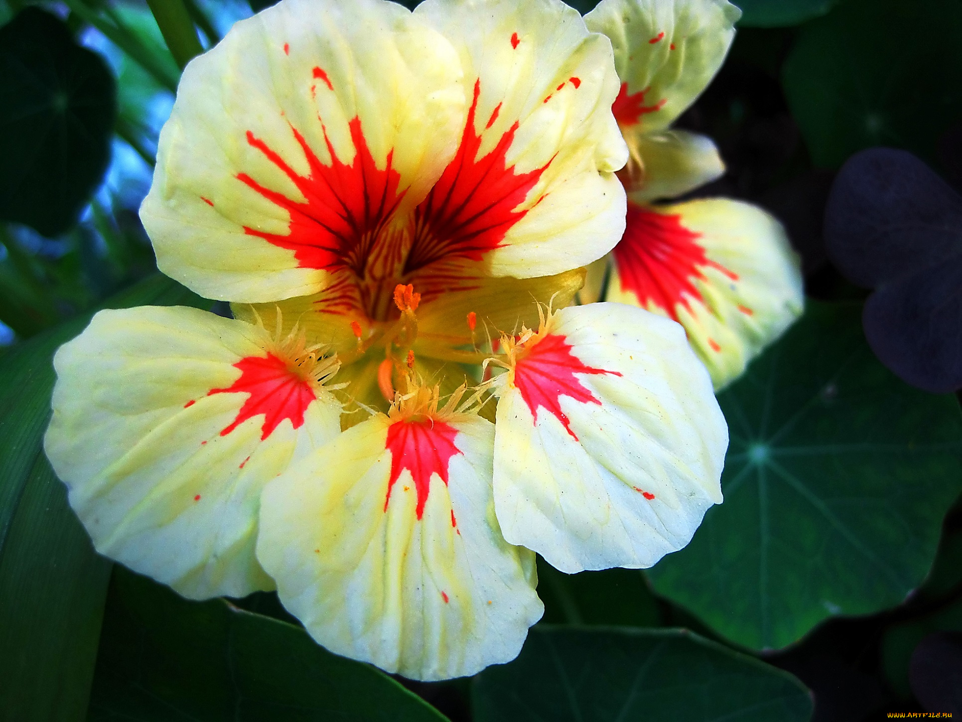 цветы, настурции, лепестки, макро, цветок