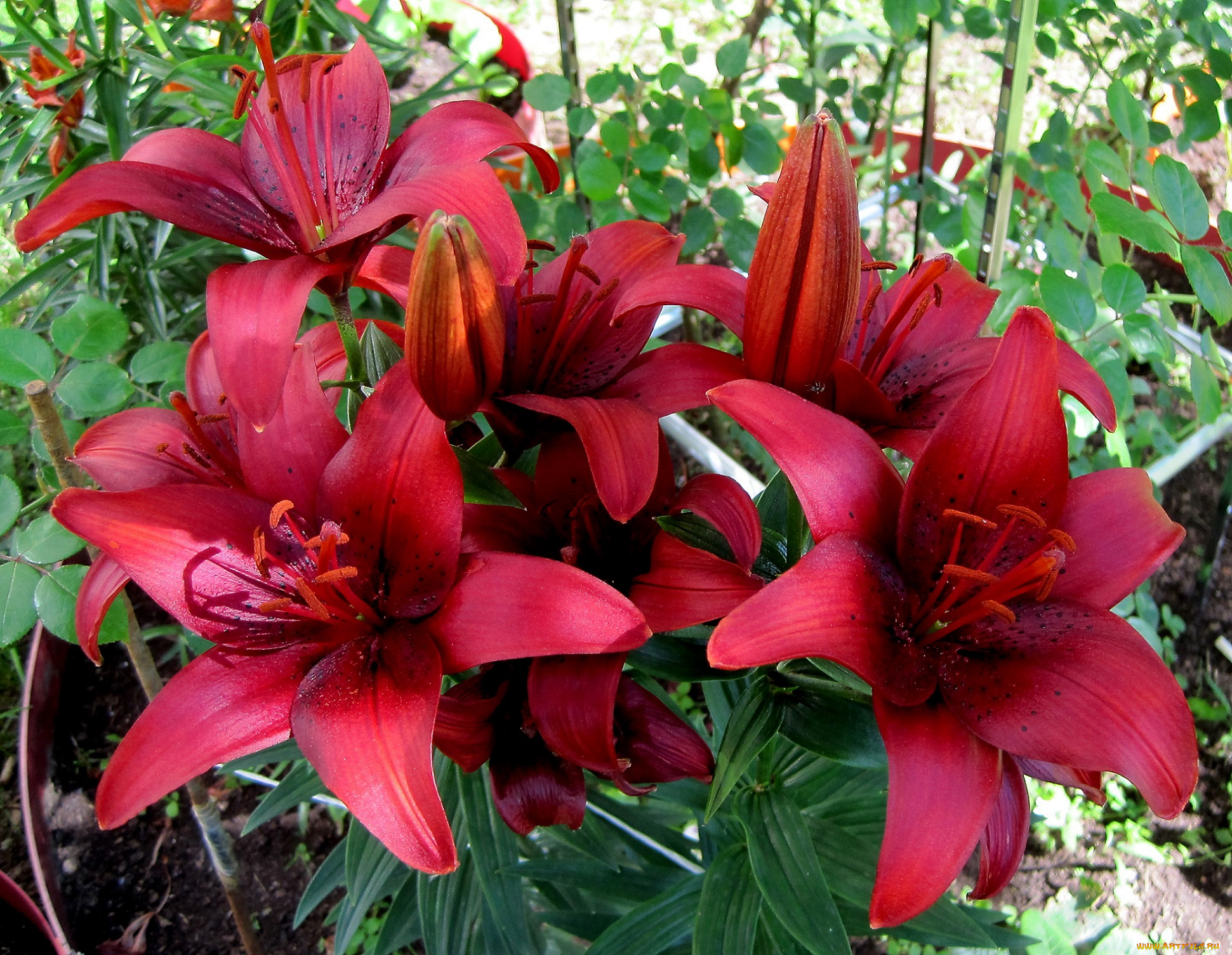 цветы, лилии, , лилейники, бордовые