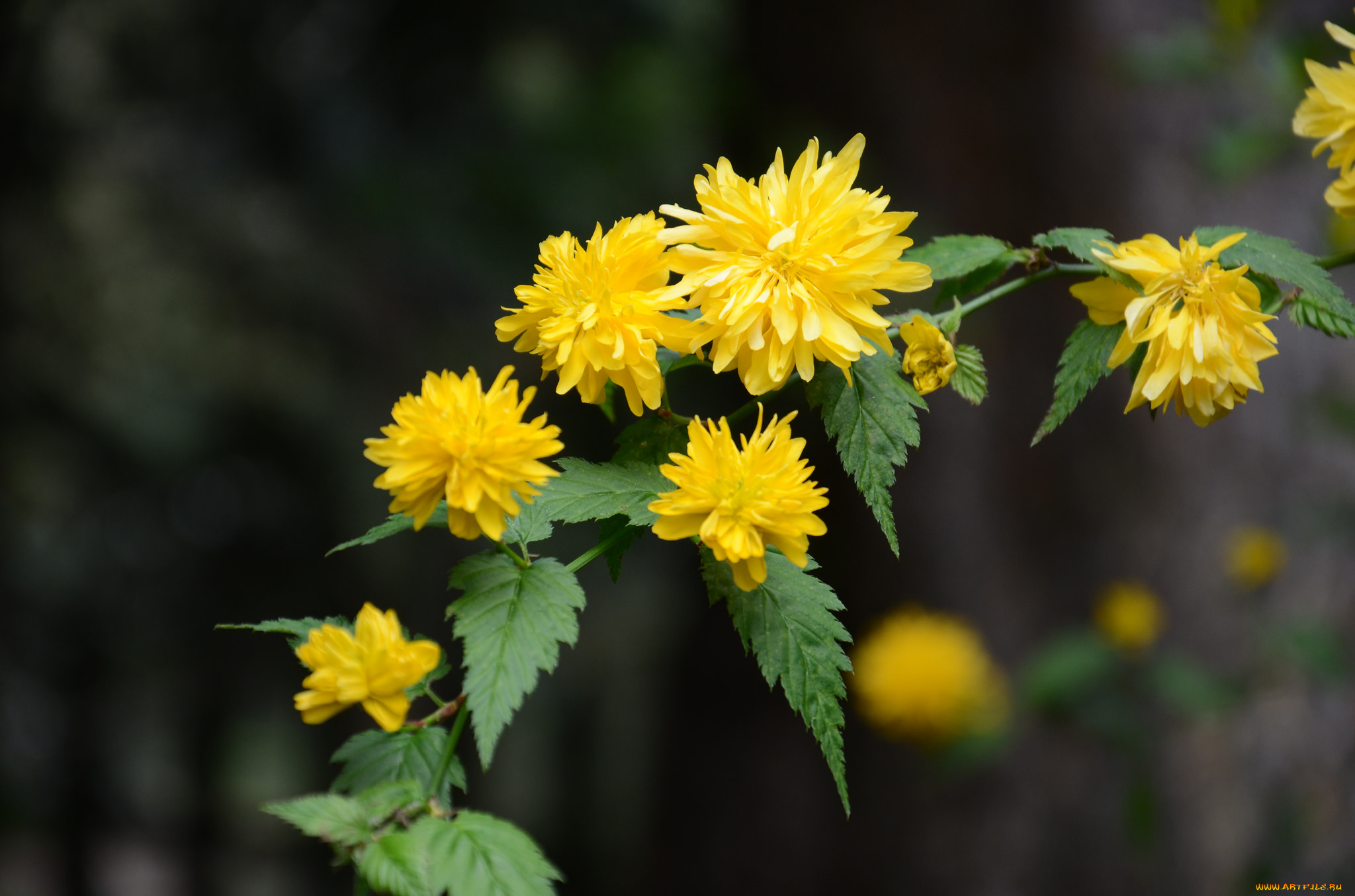 цветы, жёлтые, листья, ветка