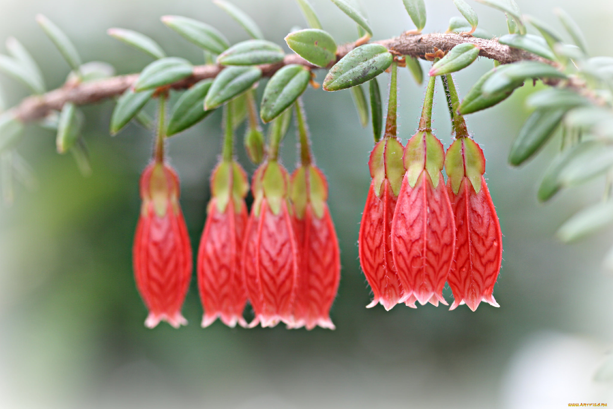 цветы, колокольчики