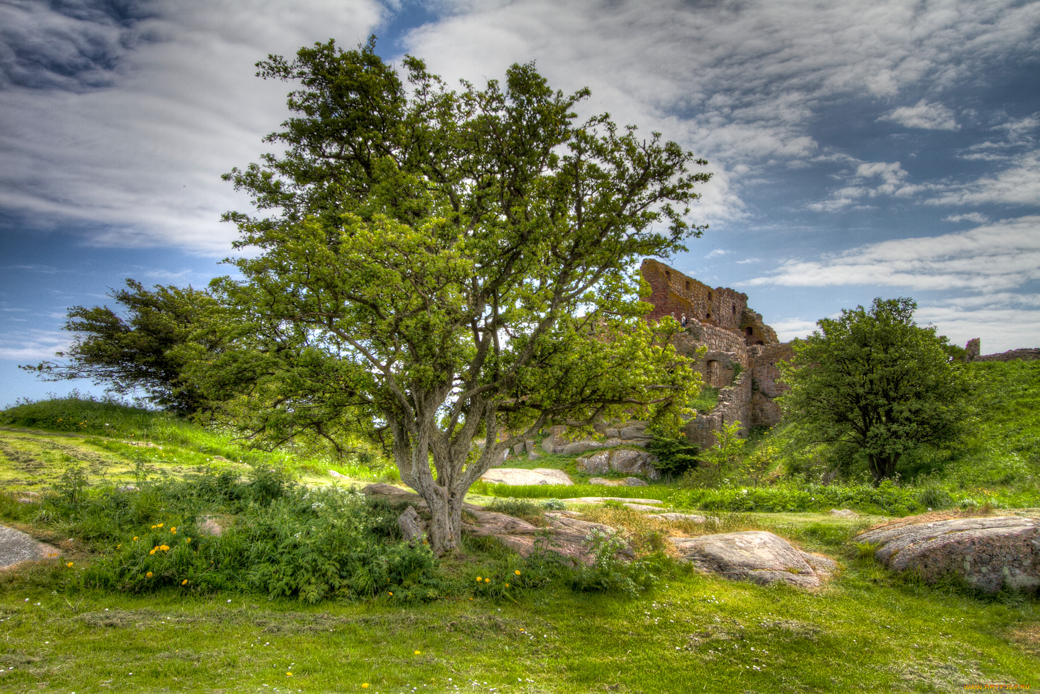 города, -, пейзажи, стены, дерево, поле