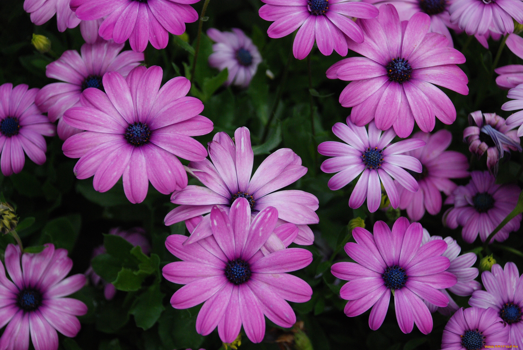 цветы, диморфотеки, сиреневые, клумба
