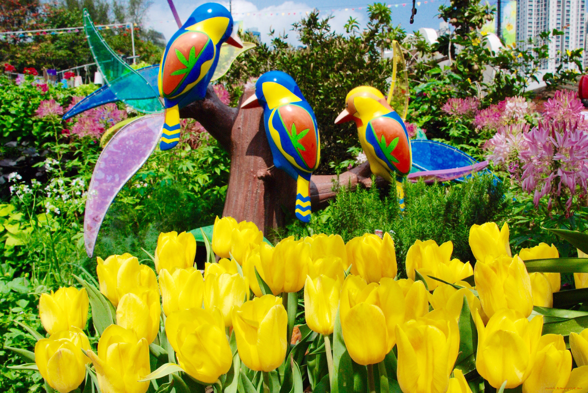 цветы, тюльпаны, жёлтые, птицы, клумба