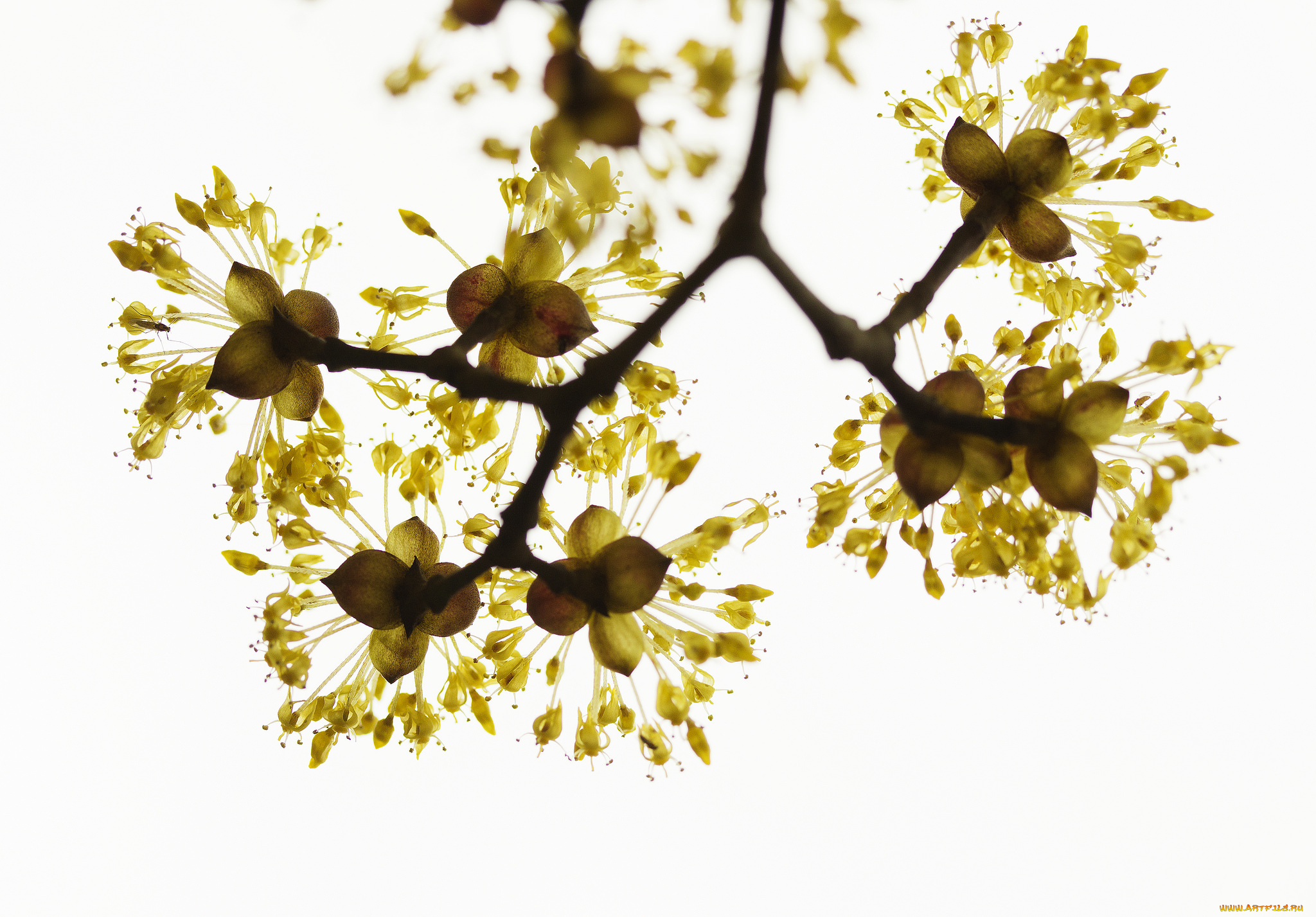 цветы, цветущие, деревья, , , кустарники, ветка, природа, весна