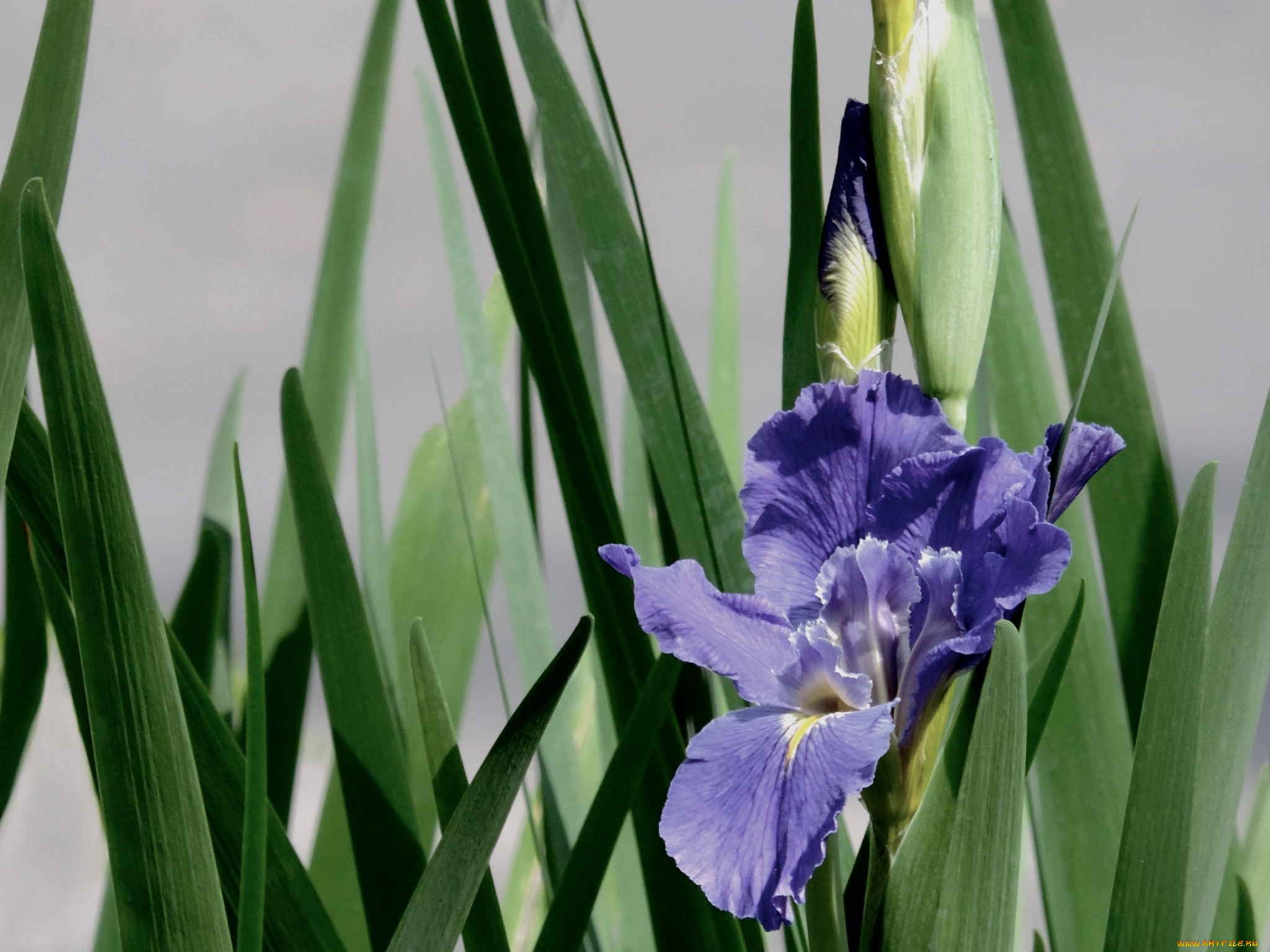 цветы, ирисы, листья, ирис, цветок