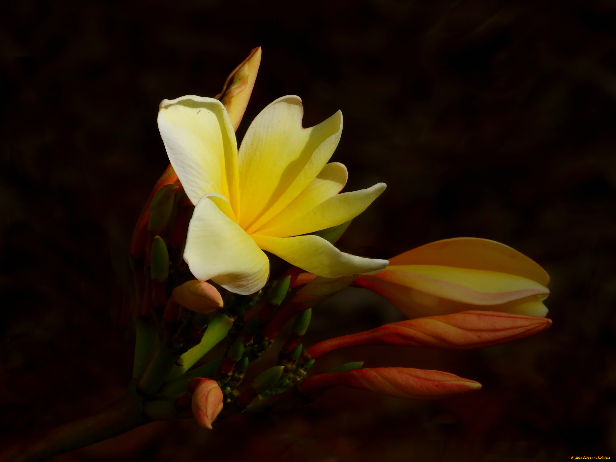 цветы, плюмерия, цветок, бутоны