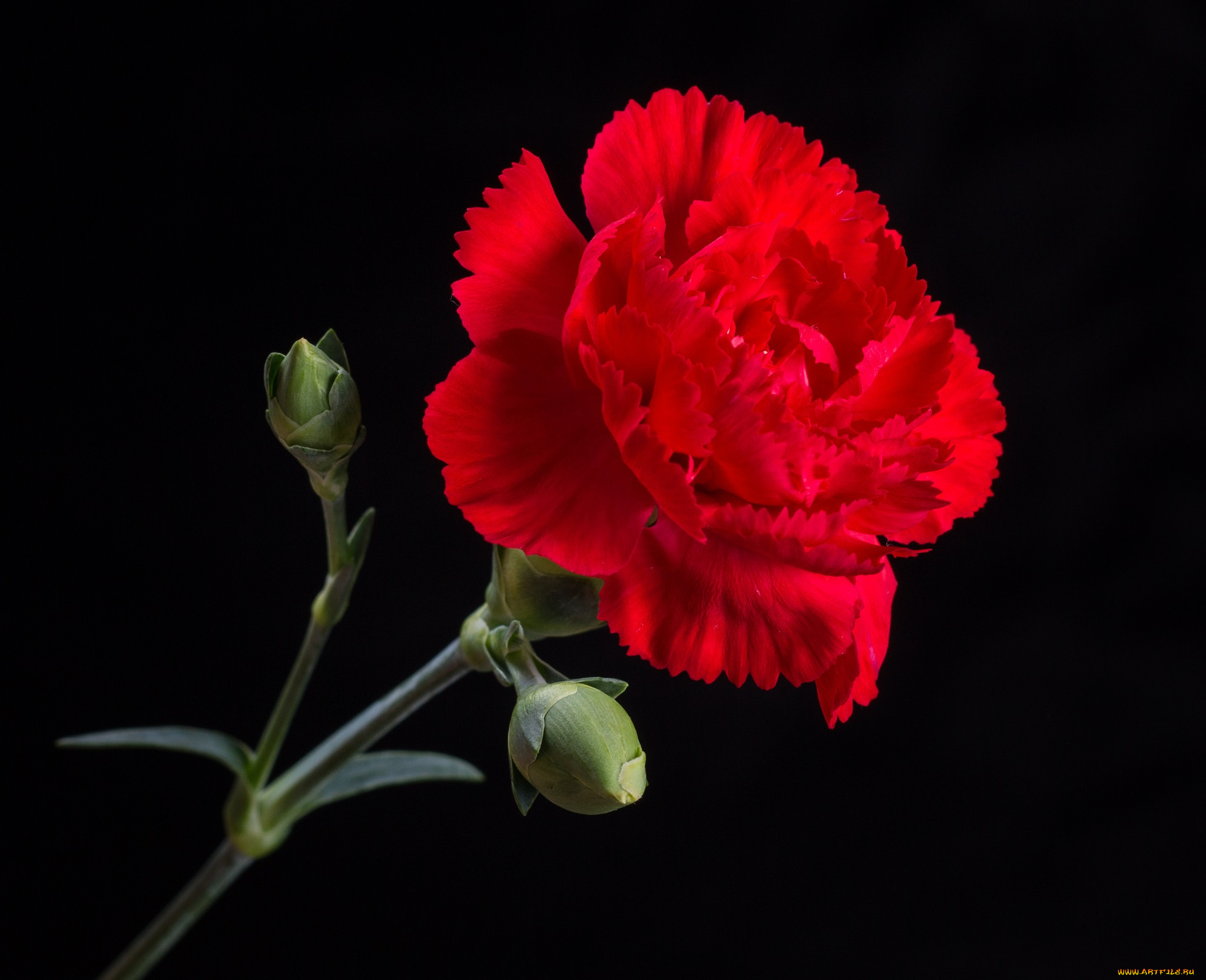 цветы, гвоздики, красная, макро, гвоздика, цветок, чёрный, фон