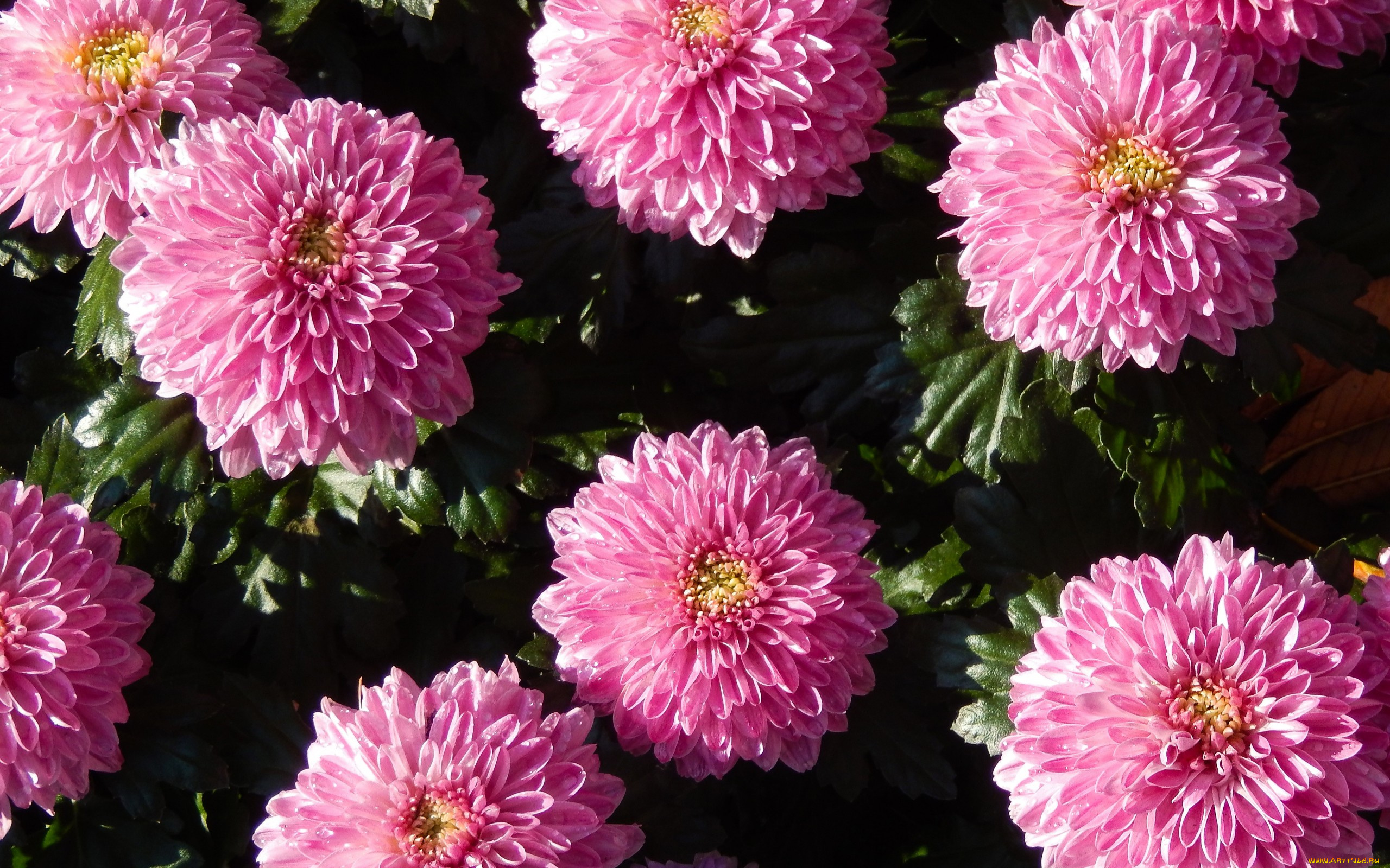 цветы, хризантемы, розовые