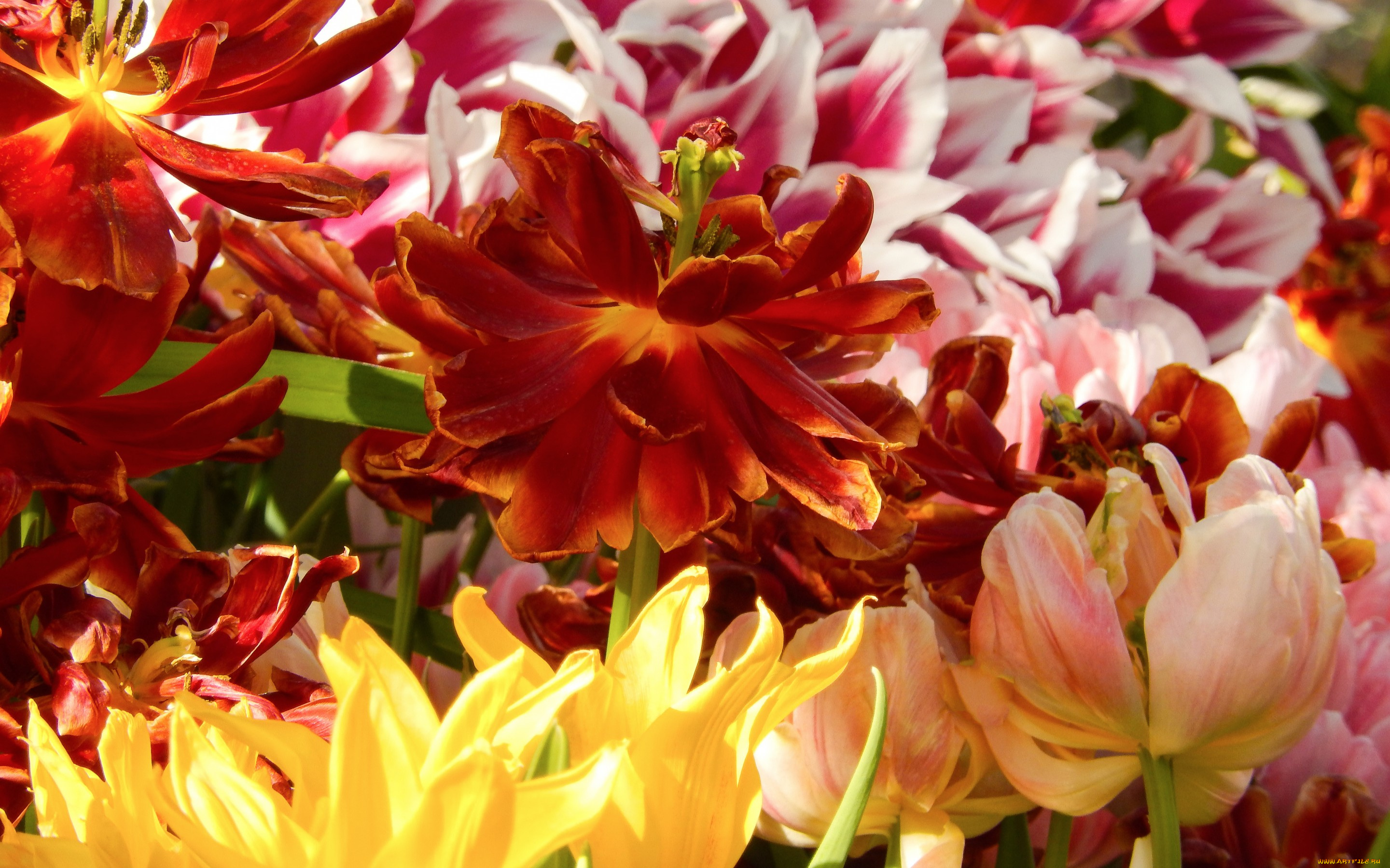 цветы, тюльпаны, весна