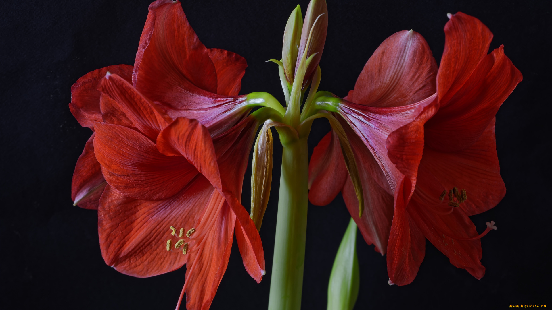 цветы, амариллисы, , гиппеаструмы, лепестки, листья