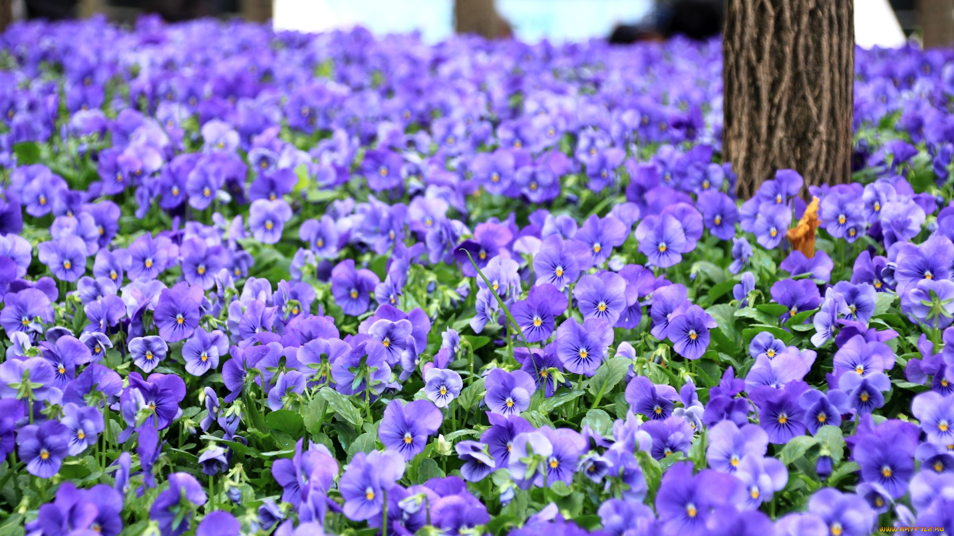 цветы, анютины, глазки, , садовые, фиалки, колокольчики