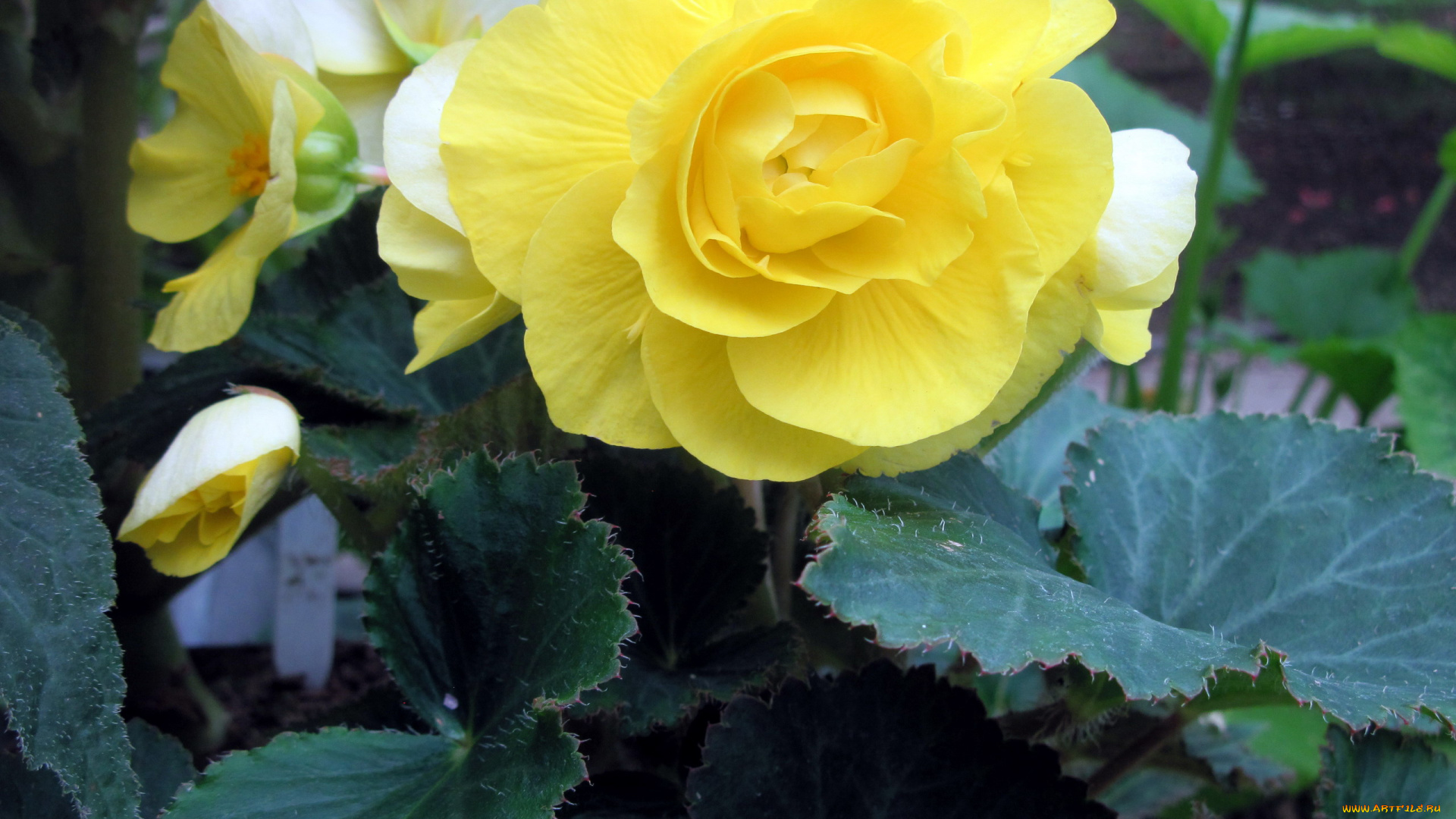 цветы, бегония, желтый