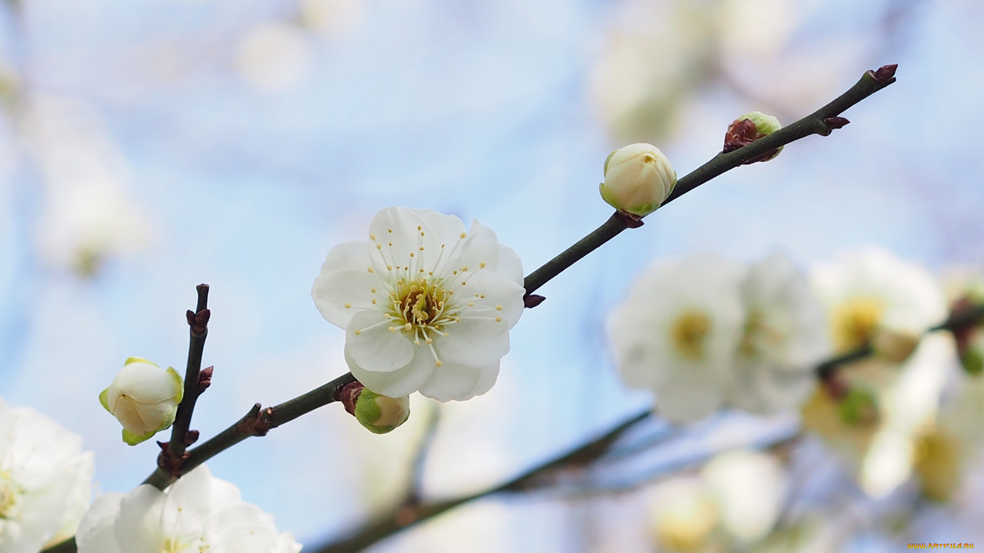 цветы, цветущие, деревья, , , кустарники, абрикос