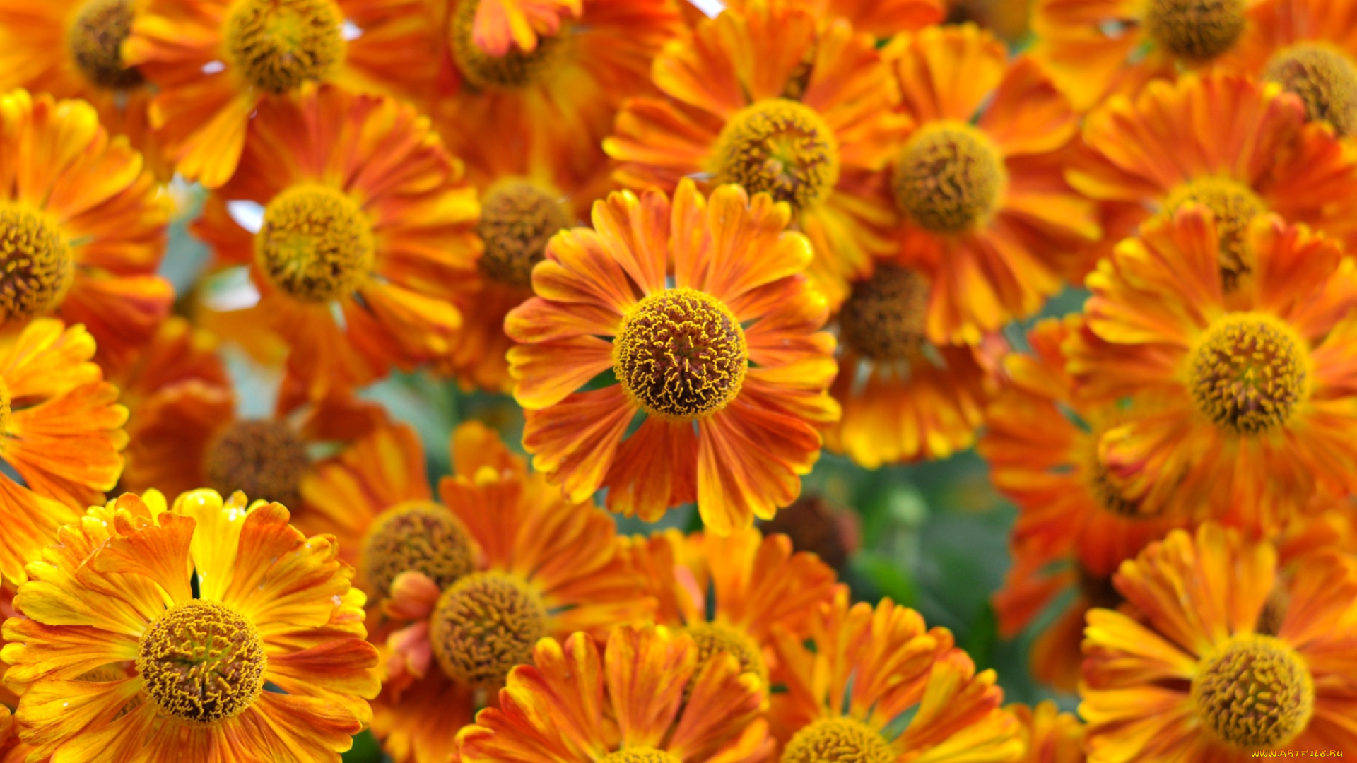 цветы, гайлардии, , гелениумы, гелениум