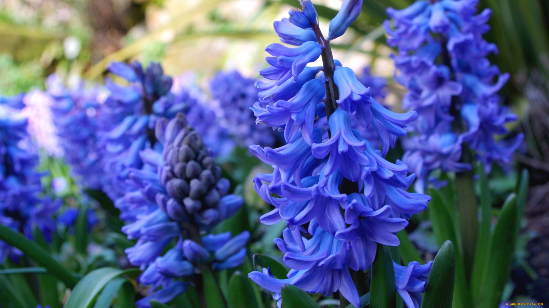 цветы, гиацинты