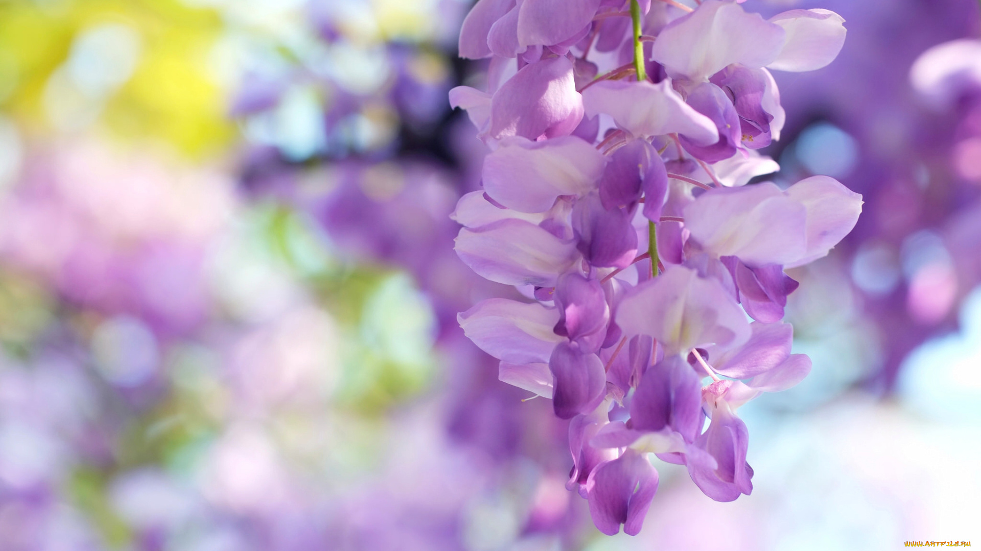 цветы, глициния