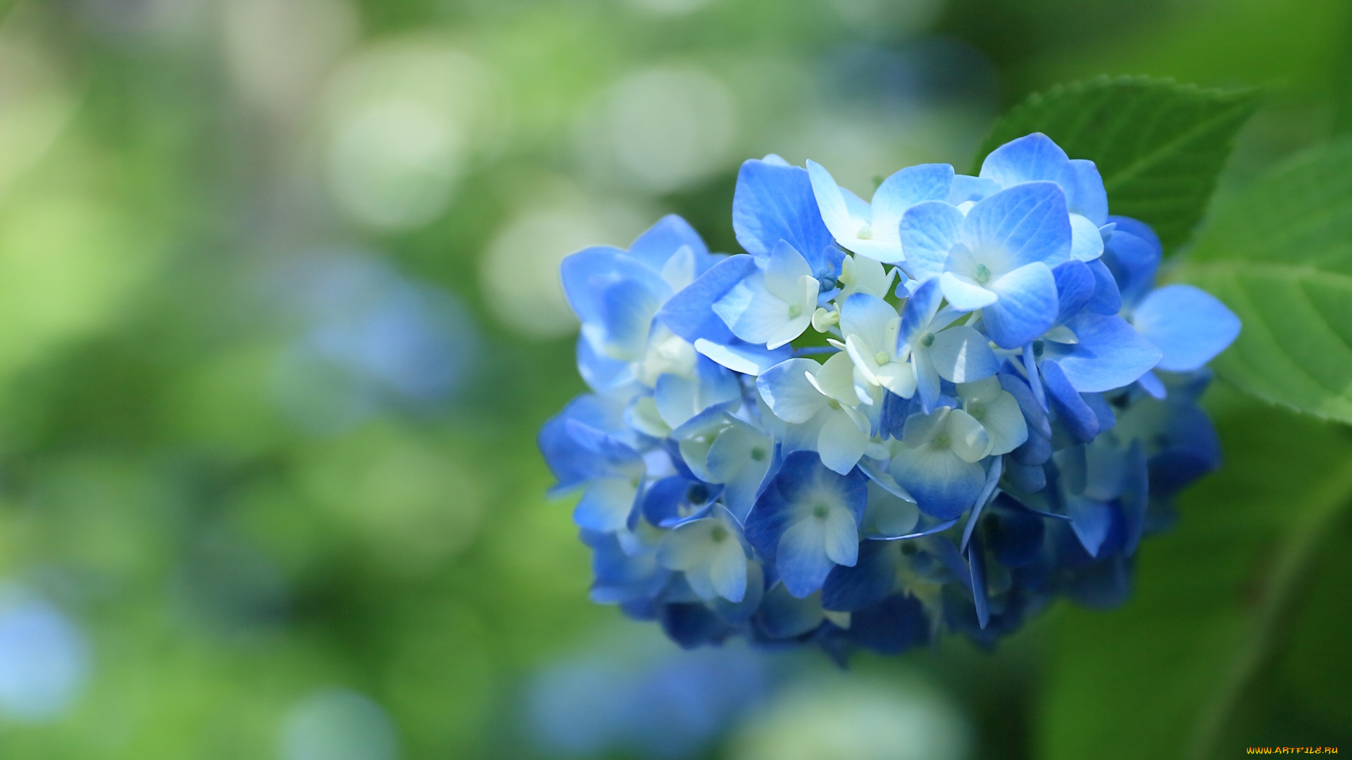 цветы, гортензия