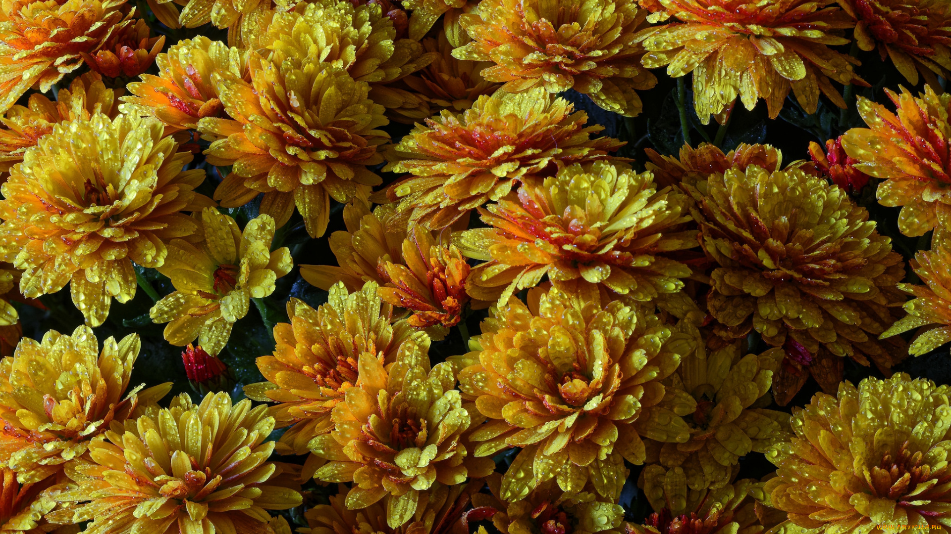 цветы, хризантемы, листья, лепестки