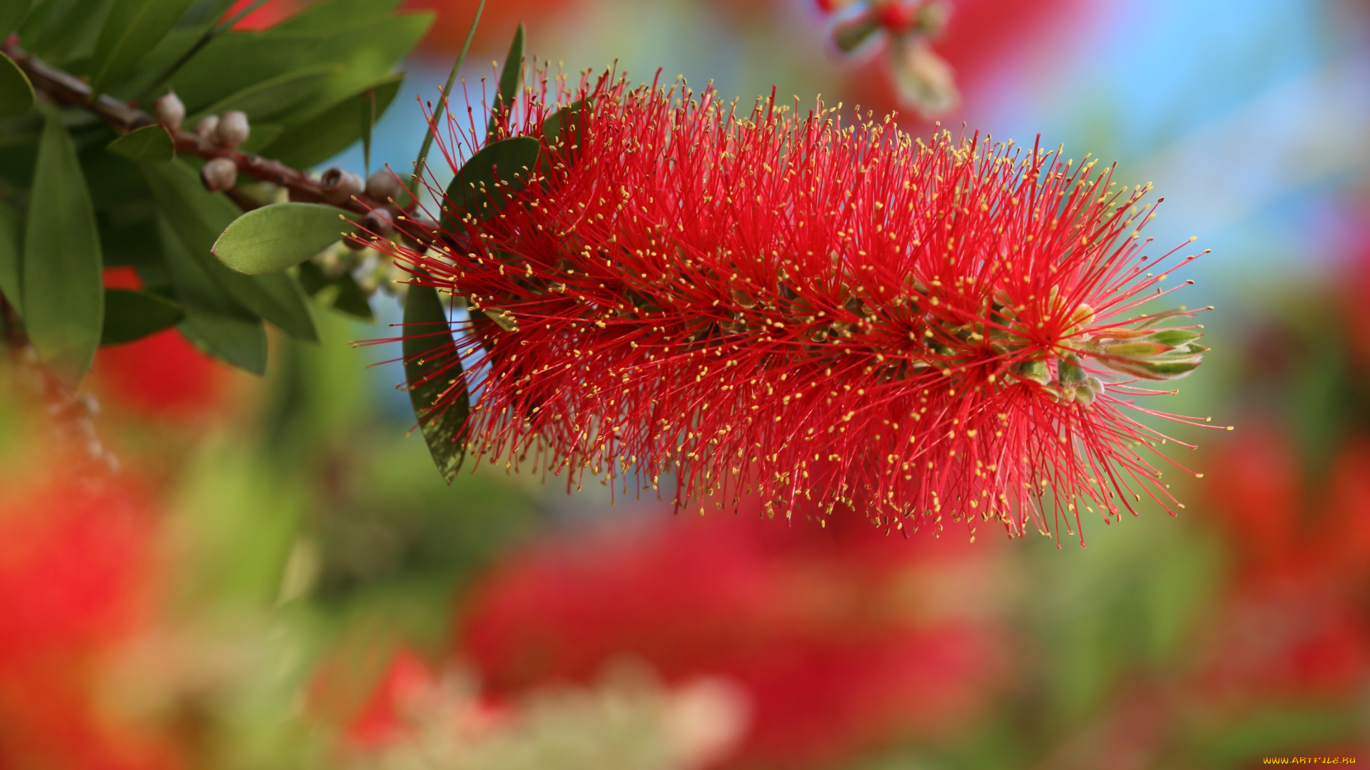 цветы, каллистемон