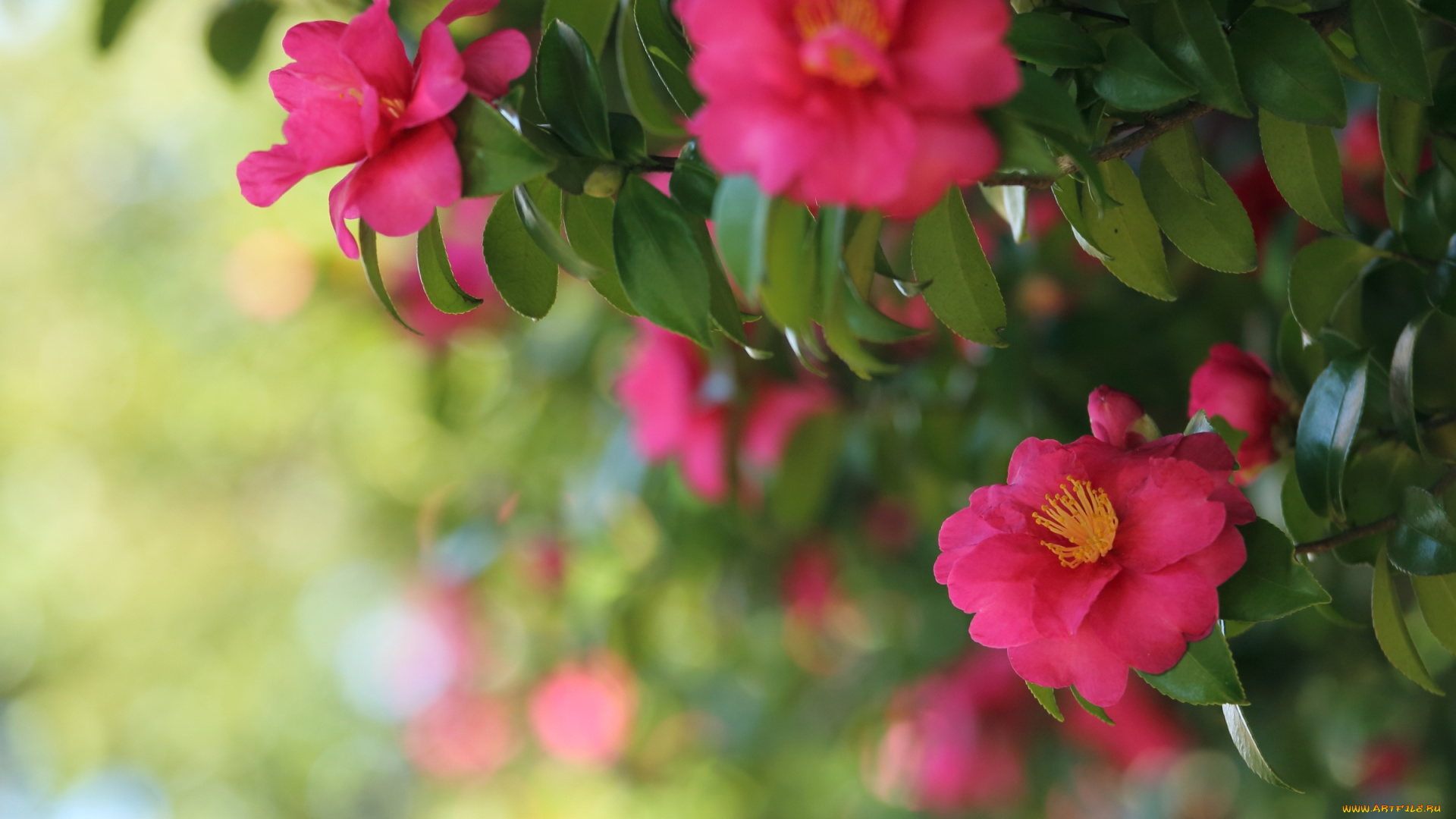 цветы, камелии, камелия