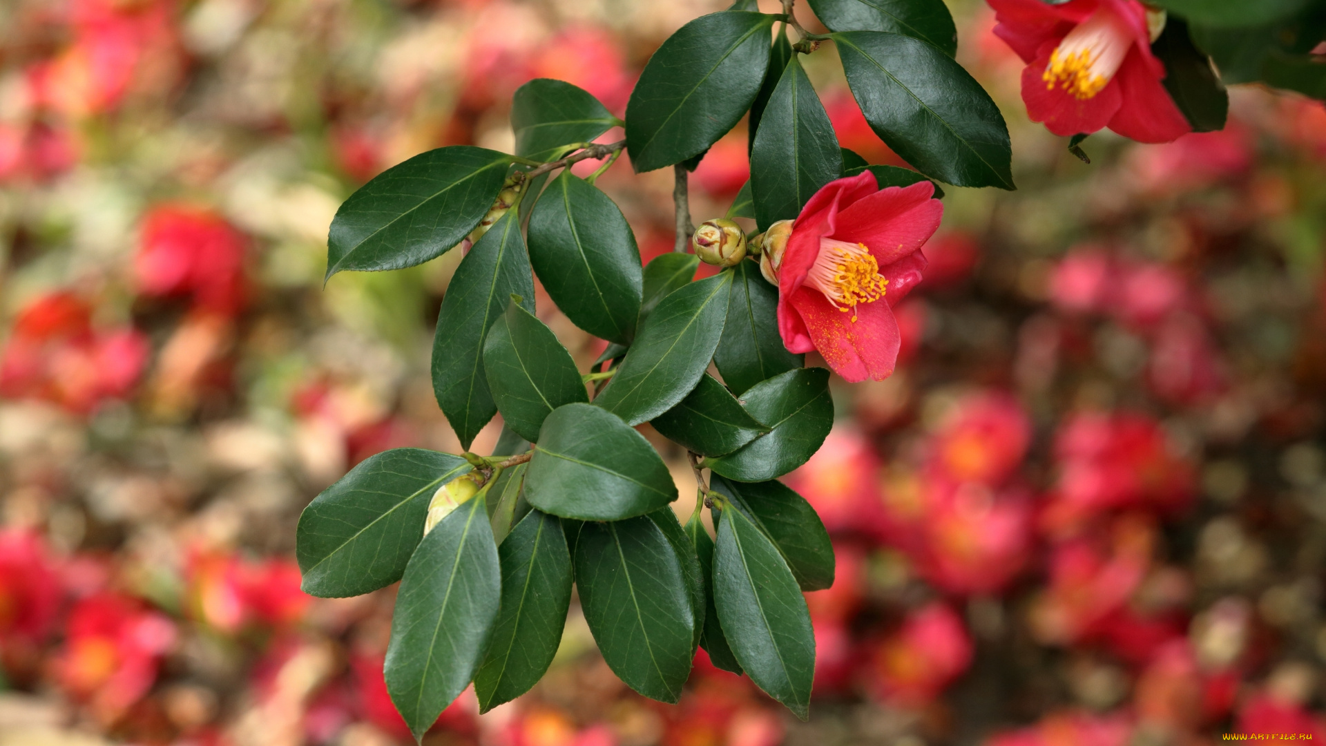 цветы, камелии, камелия