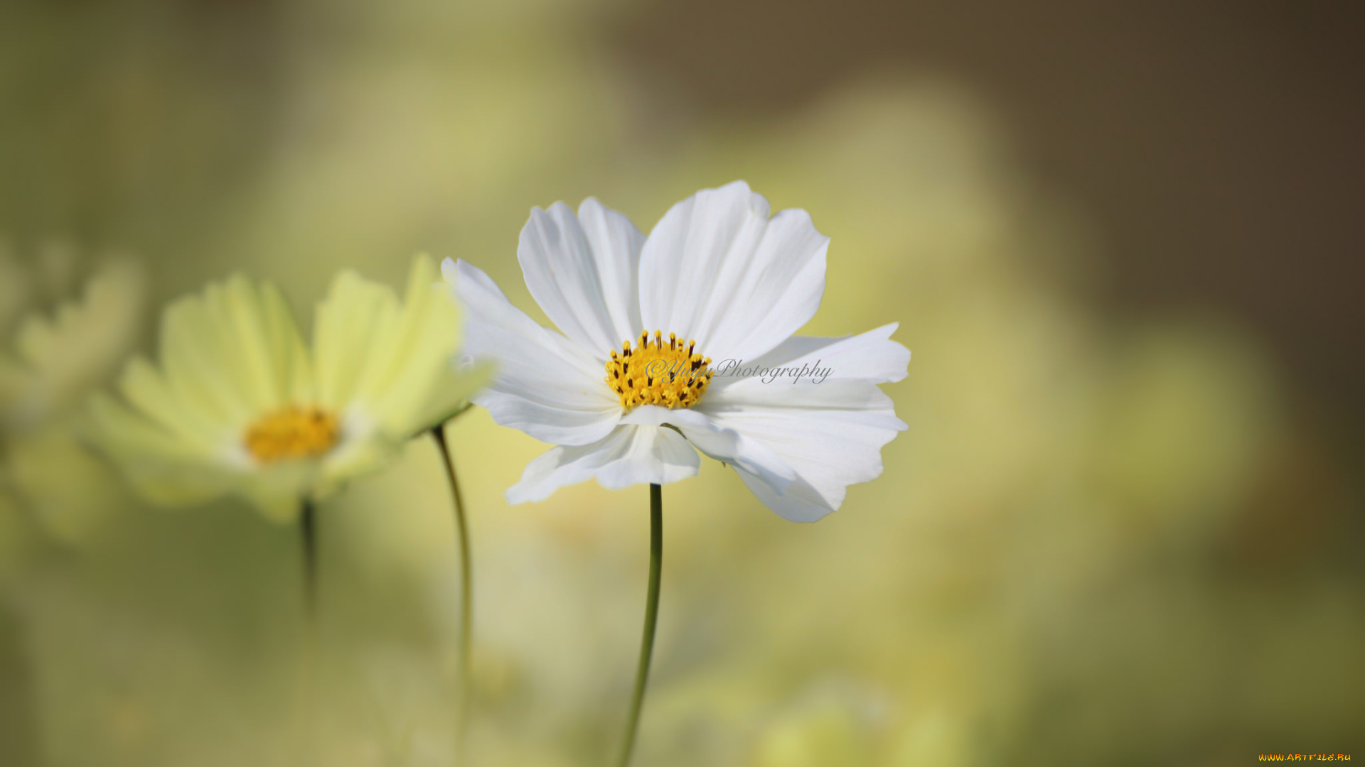 цветы, космея, макро