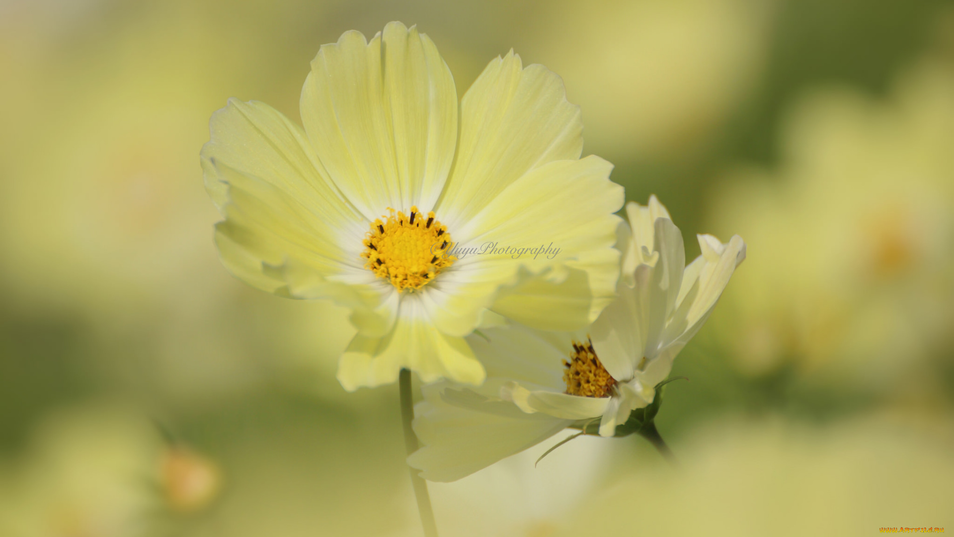 цветы, космея, макро