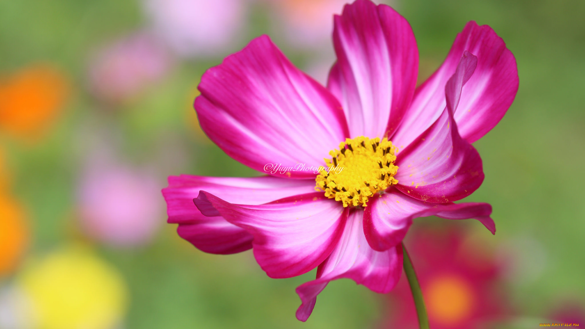 цветы, космея, макро