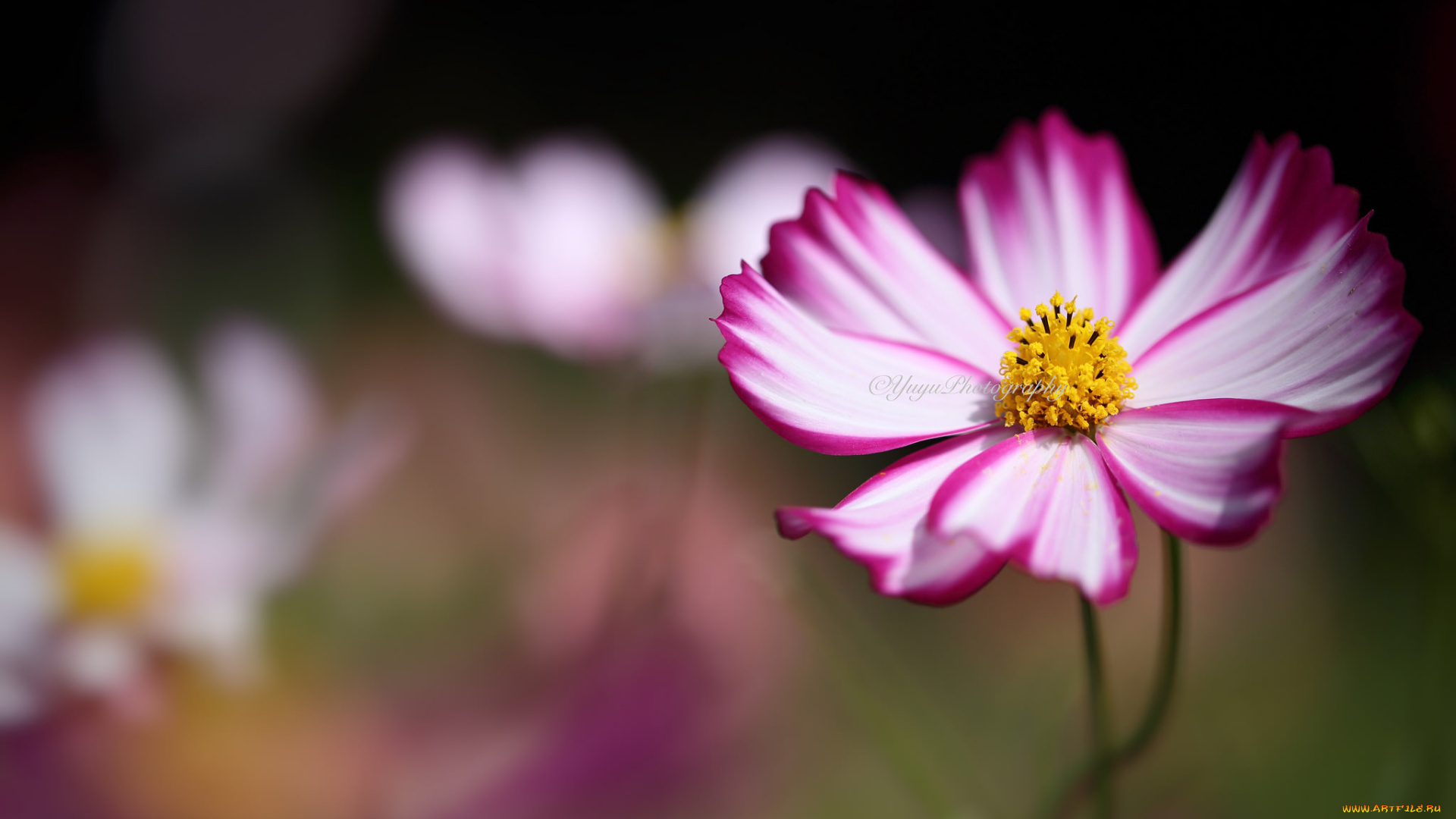 цветы, космея, макро