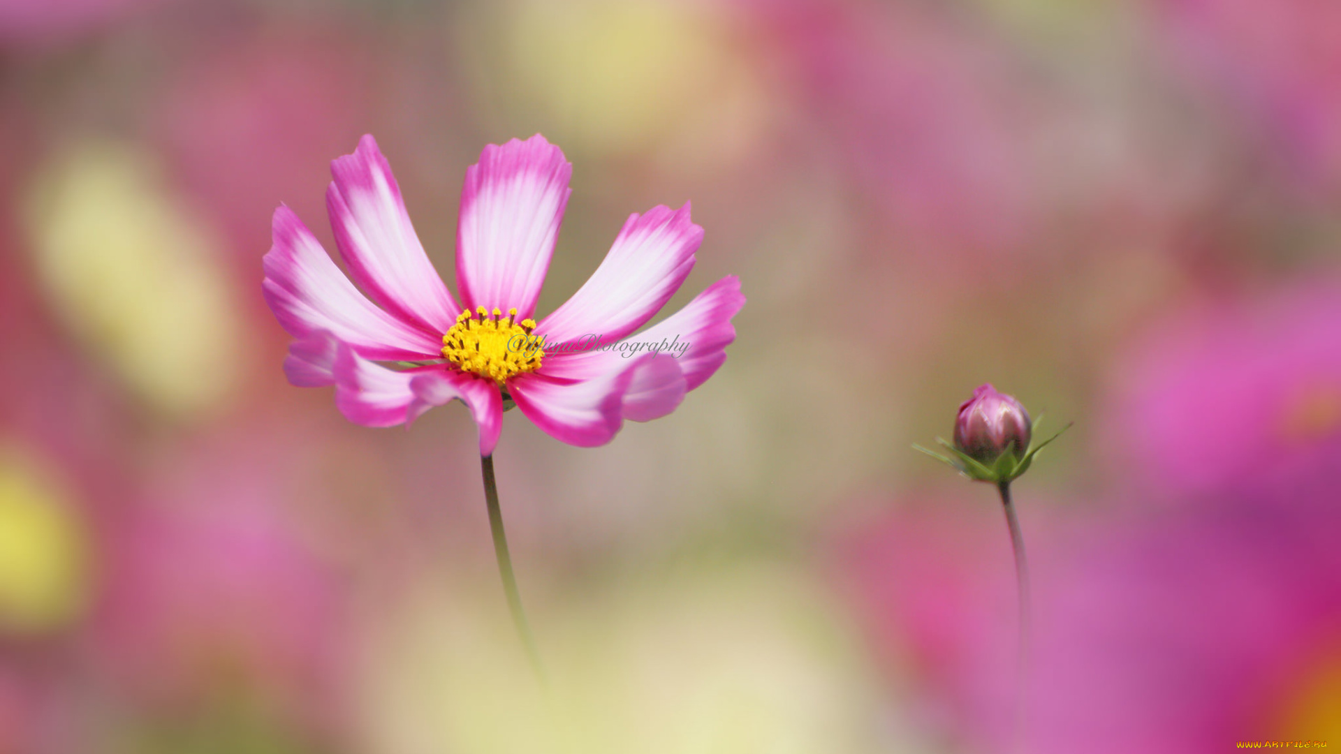 цветы, космея, макро