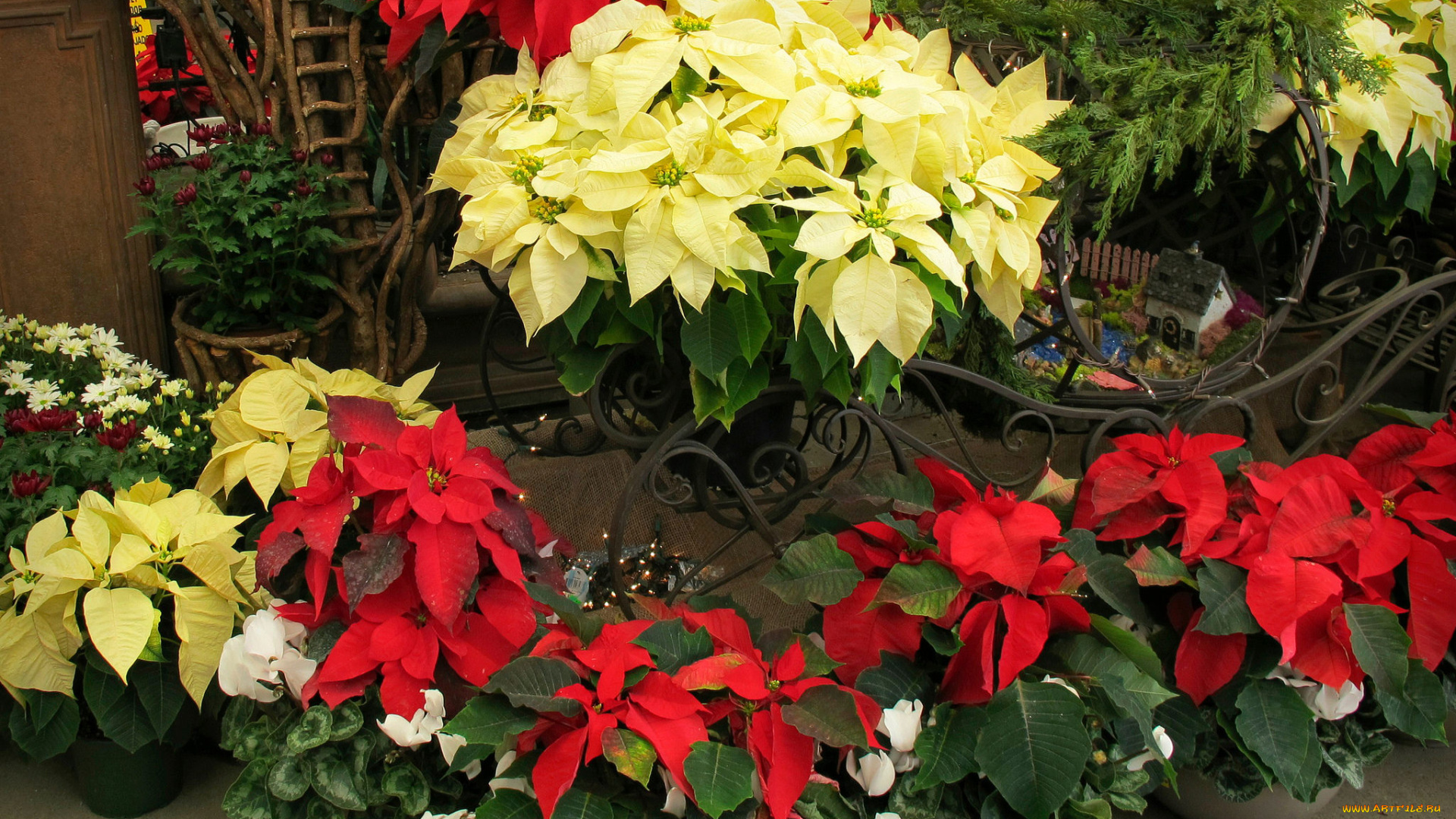 цветы, кусты, листья