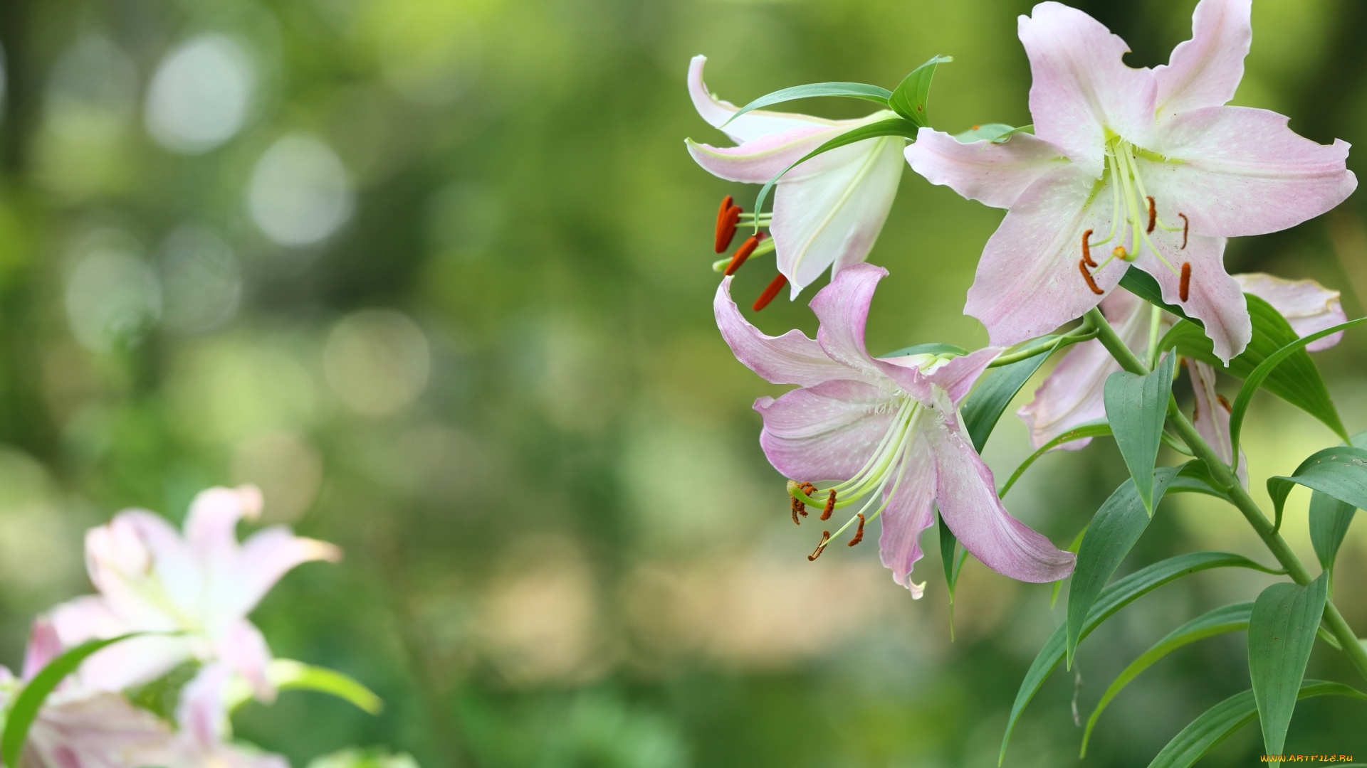 цветы, лилии, , лилейники