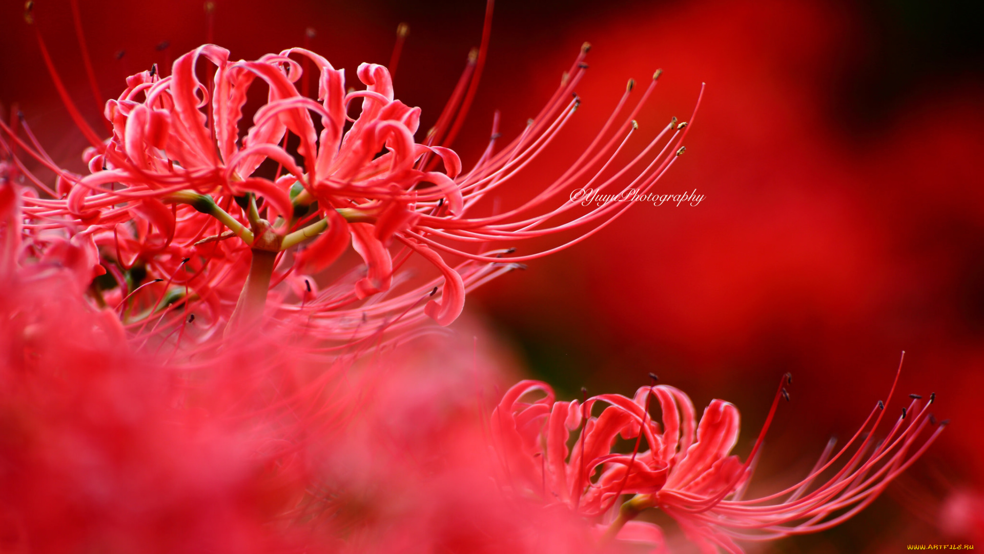 цветы, лилии, , лилейники