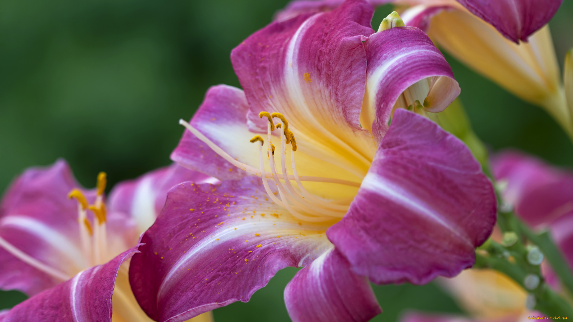 цветы, лилии, , лилейники, макро, лилия, лиловый