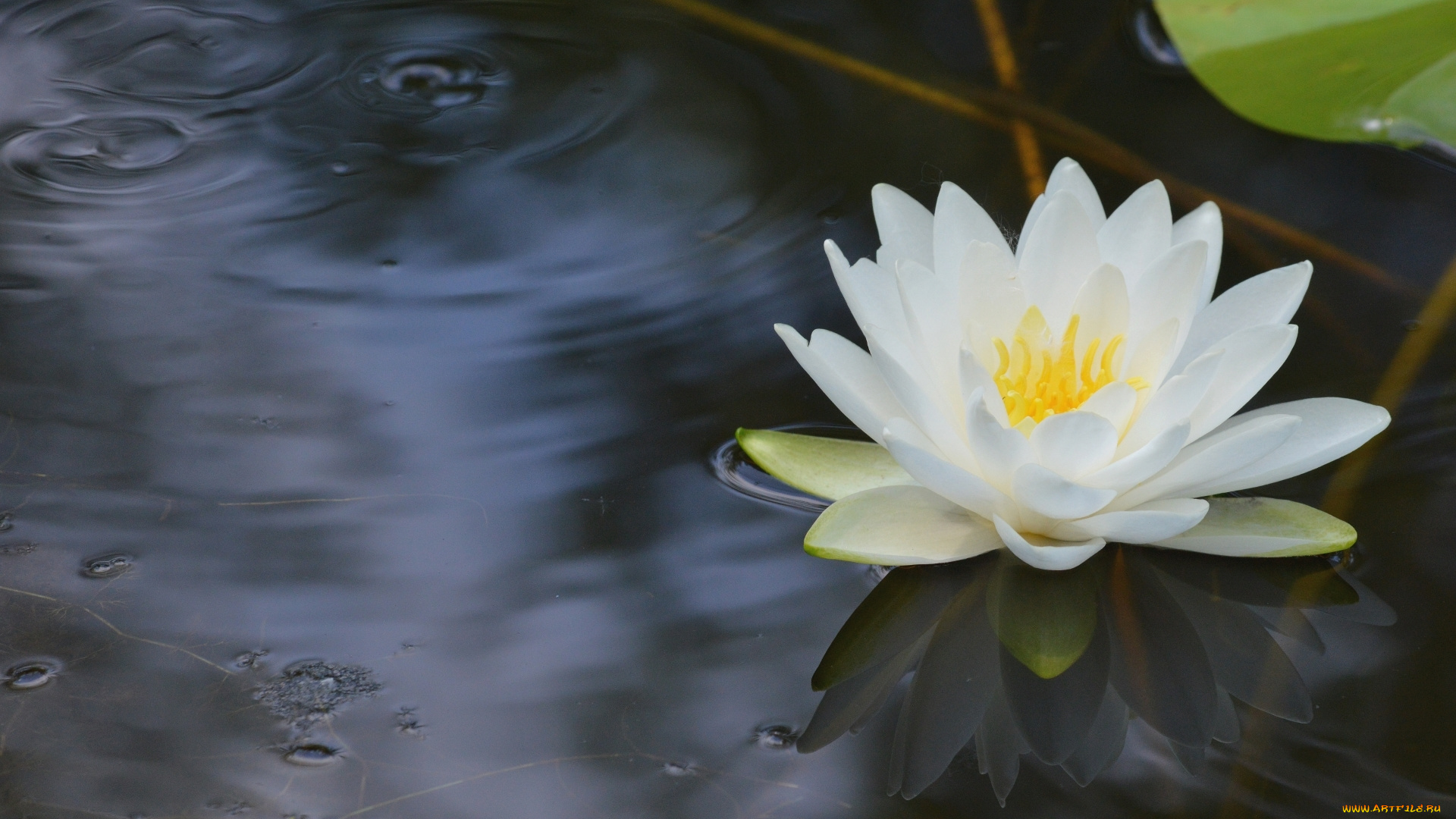 цветы, лилии, водяные, , нимфеи, , кувшинки, лилия, водяная