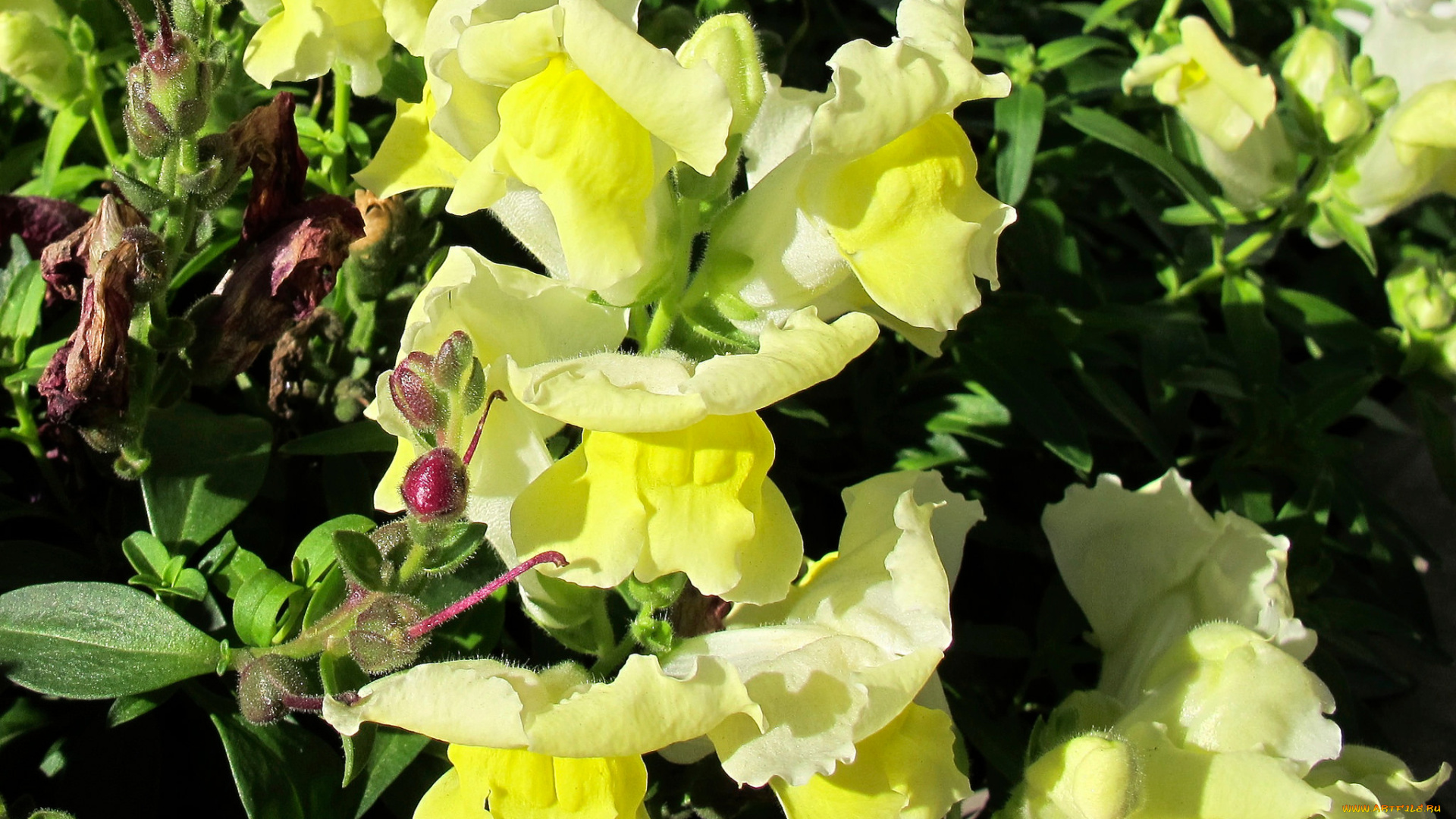 цветы, львиный, зев, львиный, зев