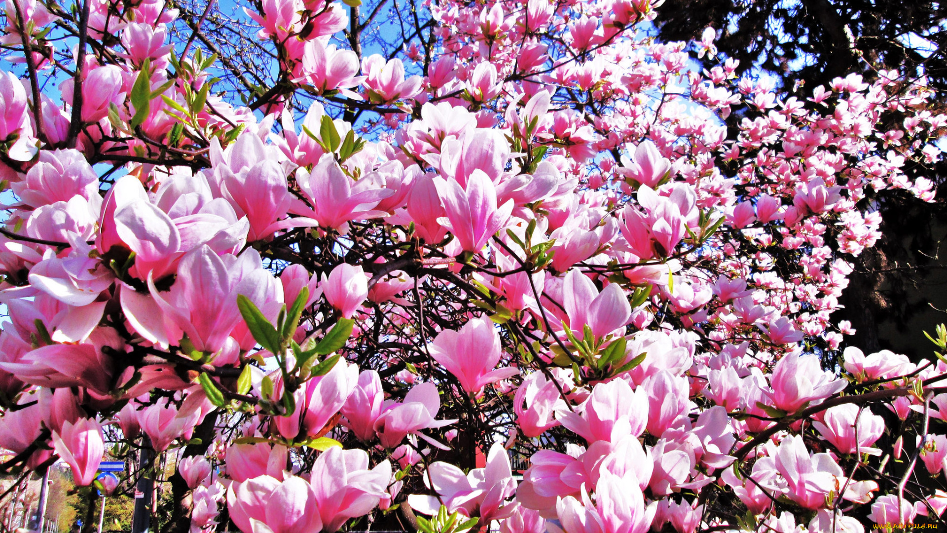 цветы, магнолии, магнолия