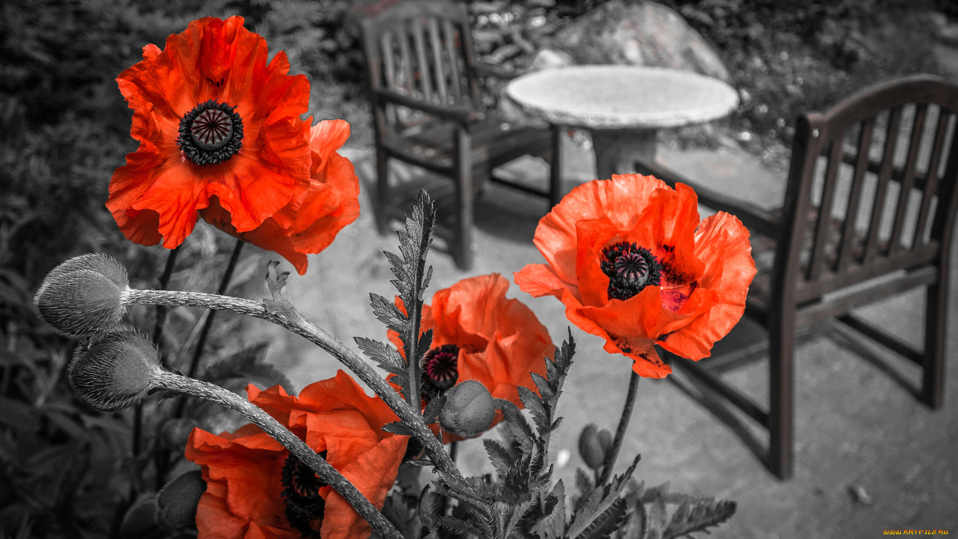 цветы, маки