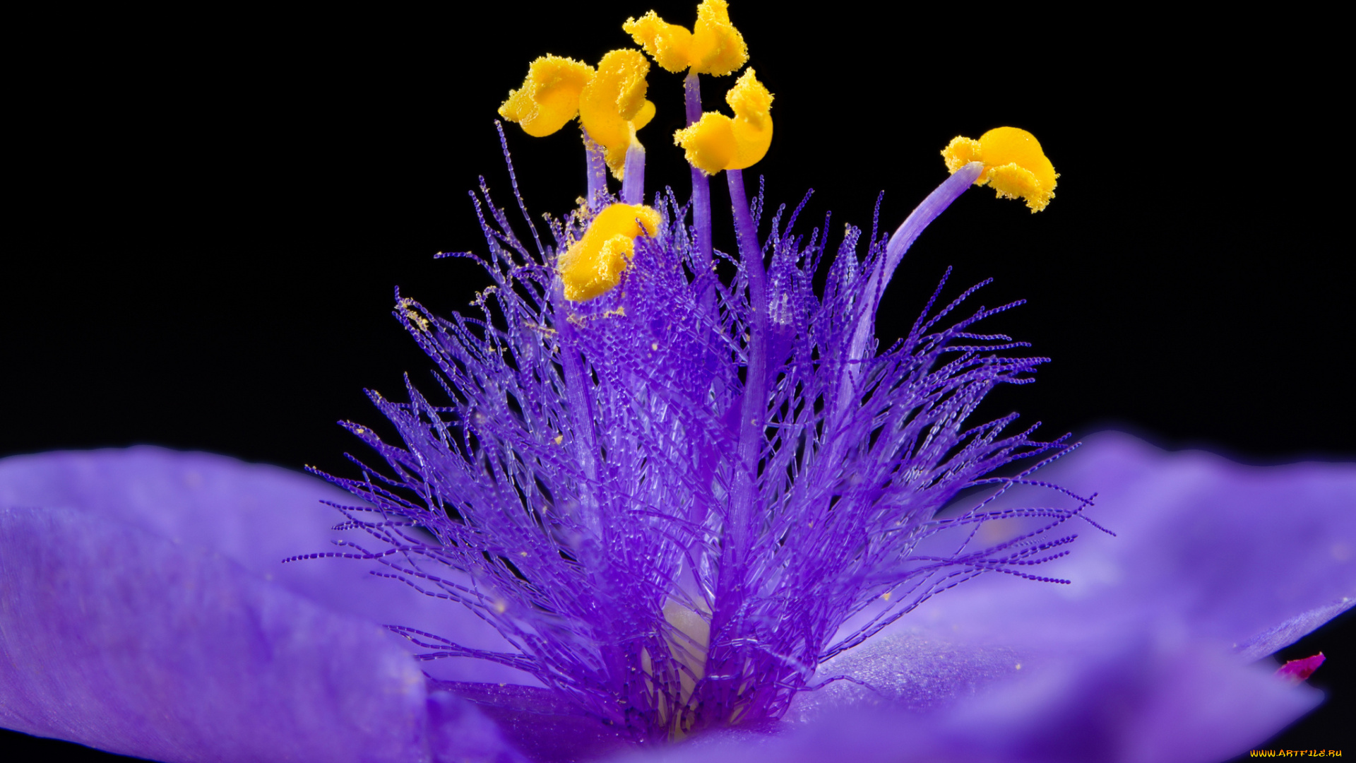 цветы, макро, цветок