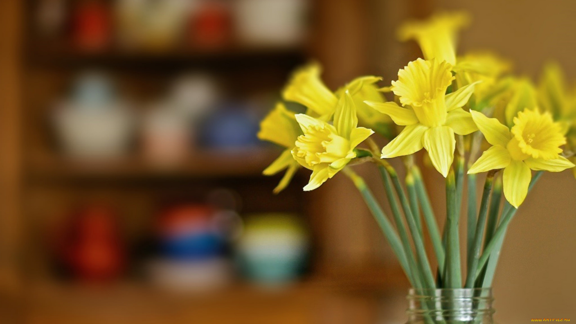 цветы, нарциссы