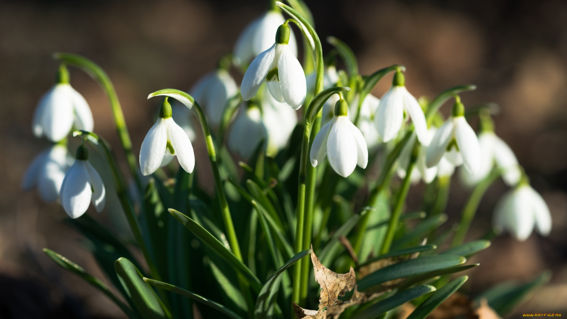 цветы, подснежники, , белоцветники, , пролески