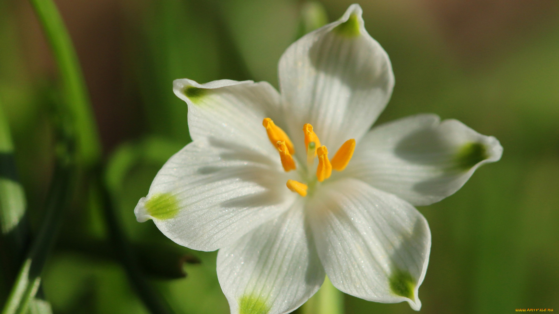 цветы, подснежники, , белоцветники, , пролески, белоцветник, лепестки, макро
