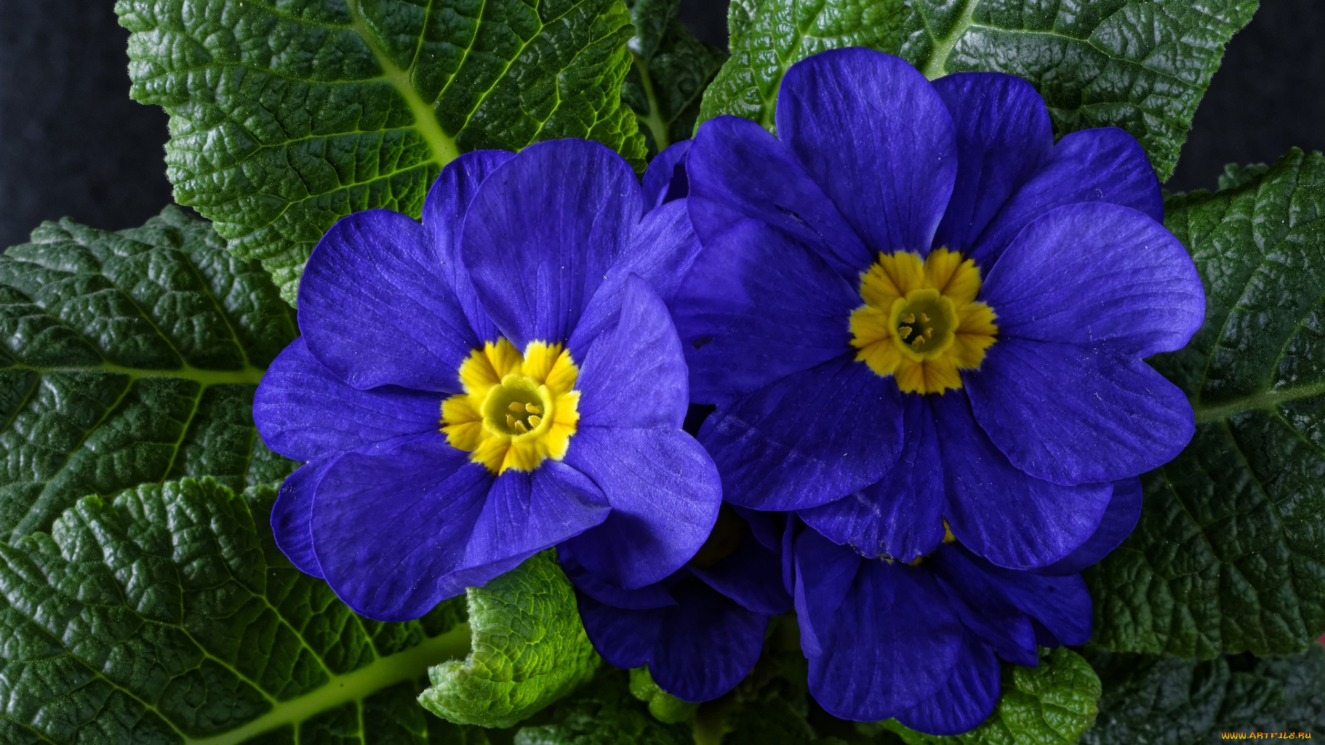цветы, примулы, лепестки, листья