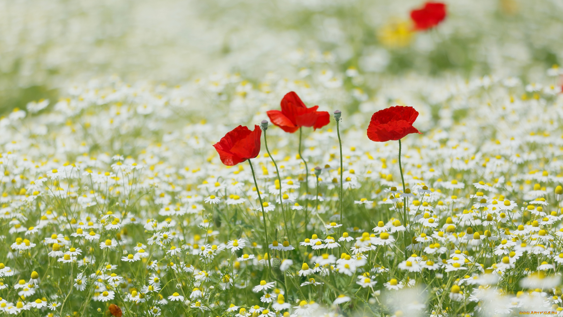 цветы, разные, вместе, маки, ромашки